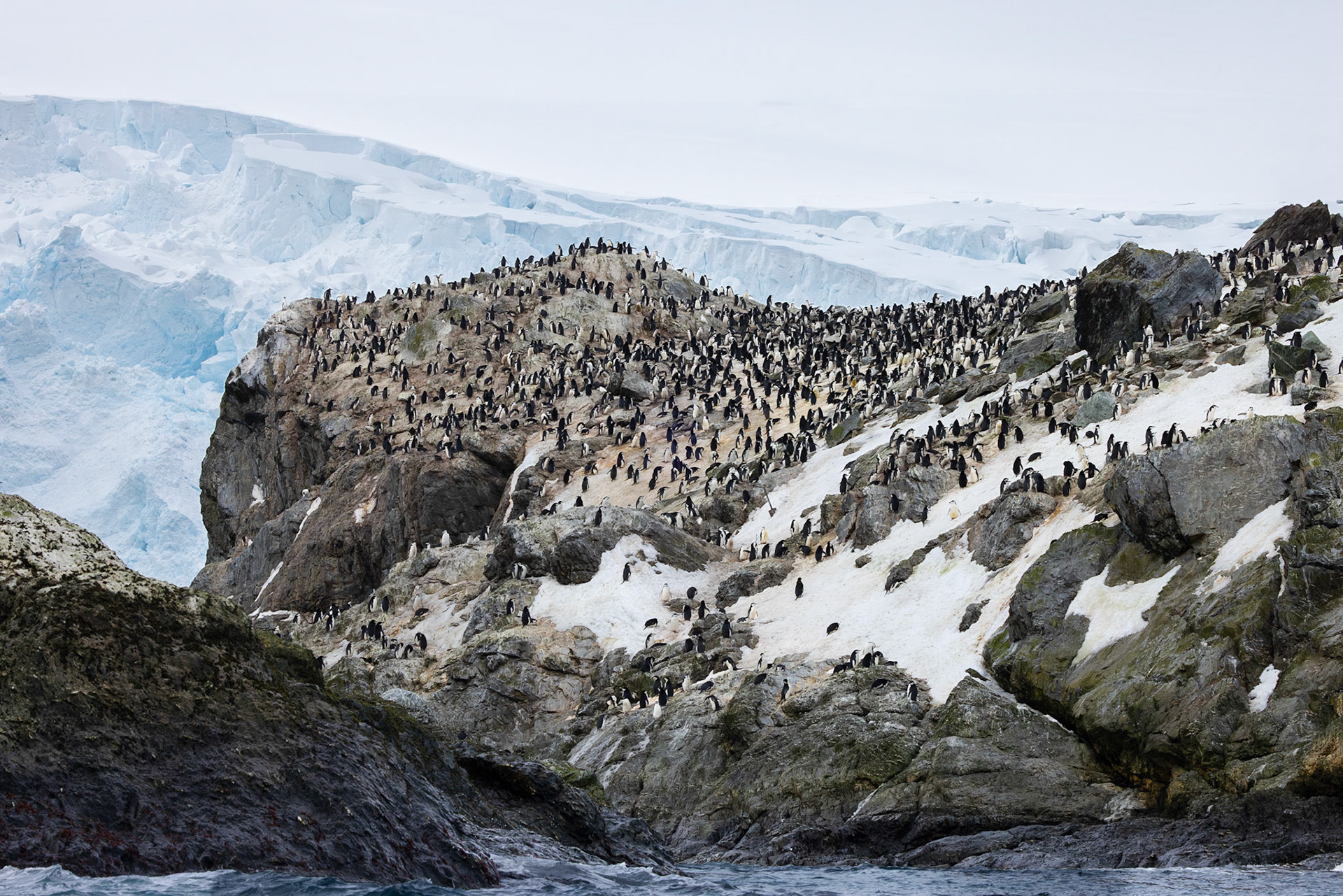 Point Wild, Elephant Island, Antarctic Peninsula, Chinstrap Penguin Colony