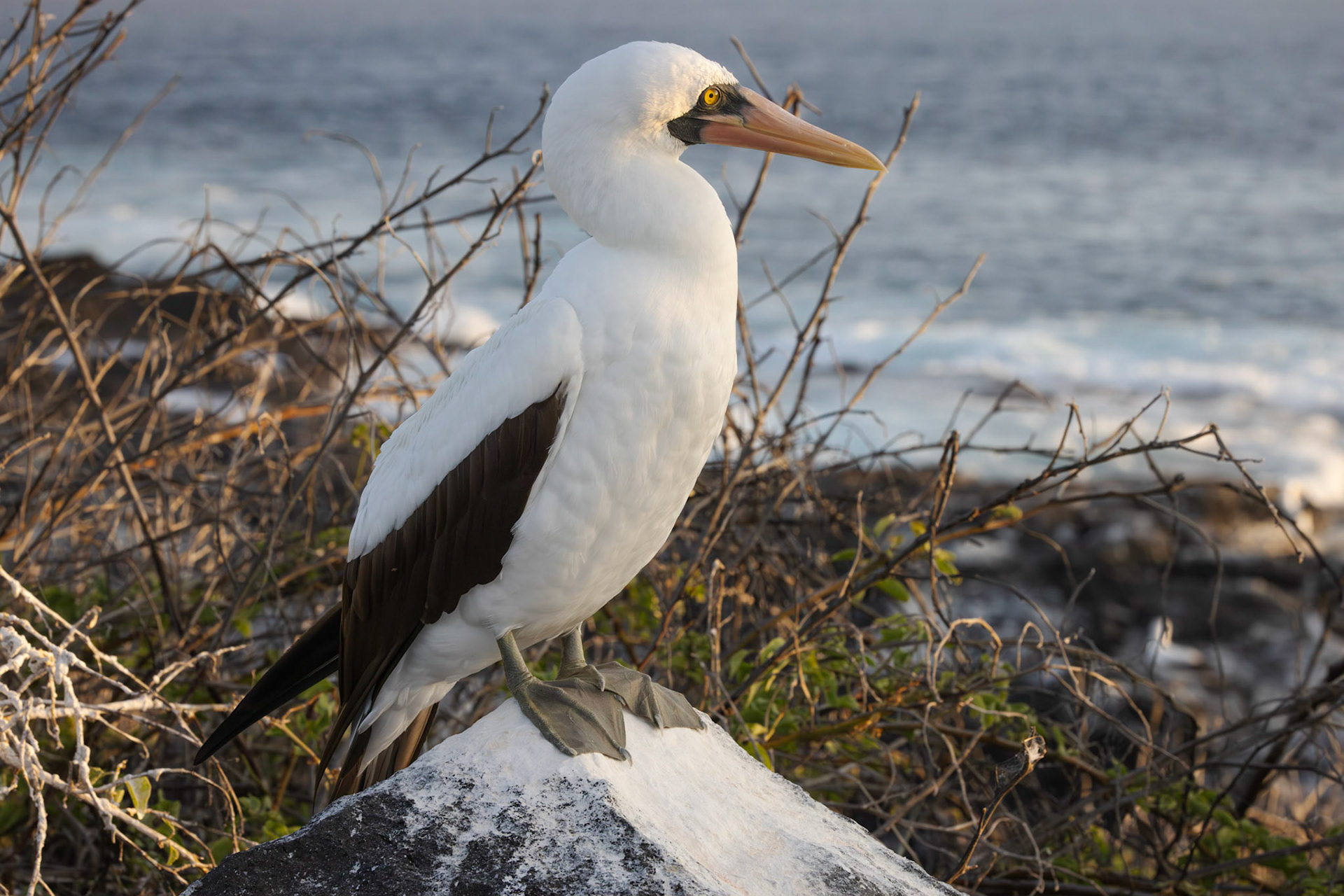 Nazca Booby
