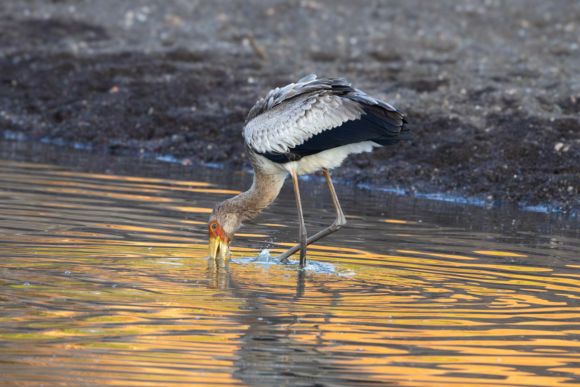 Yellow-Billed Stork