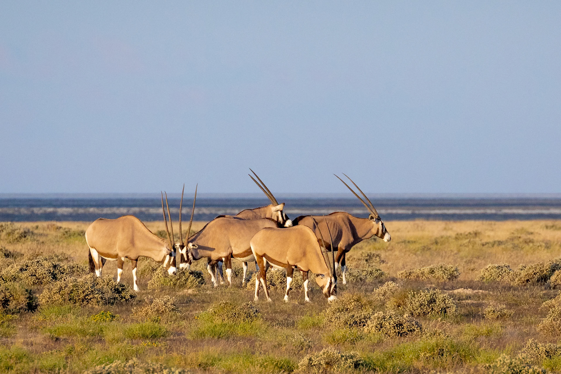 African Oryx or Gemsbok