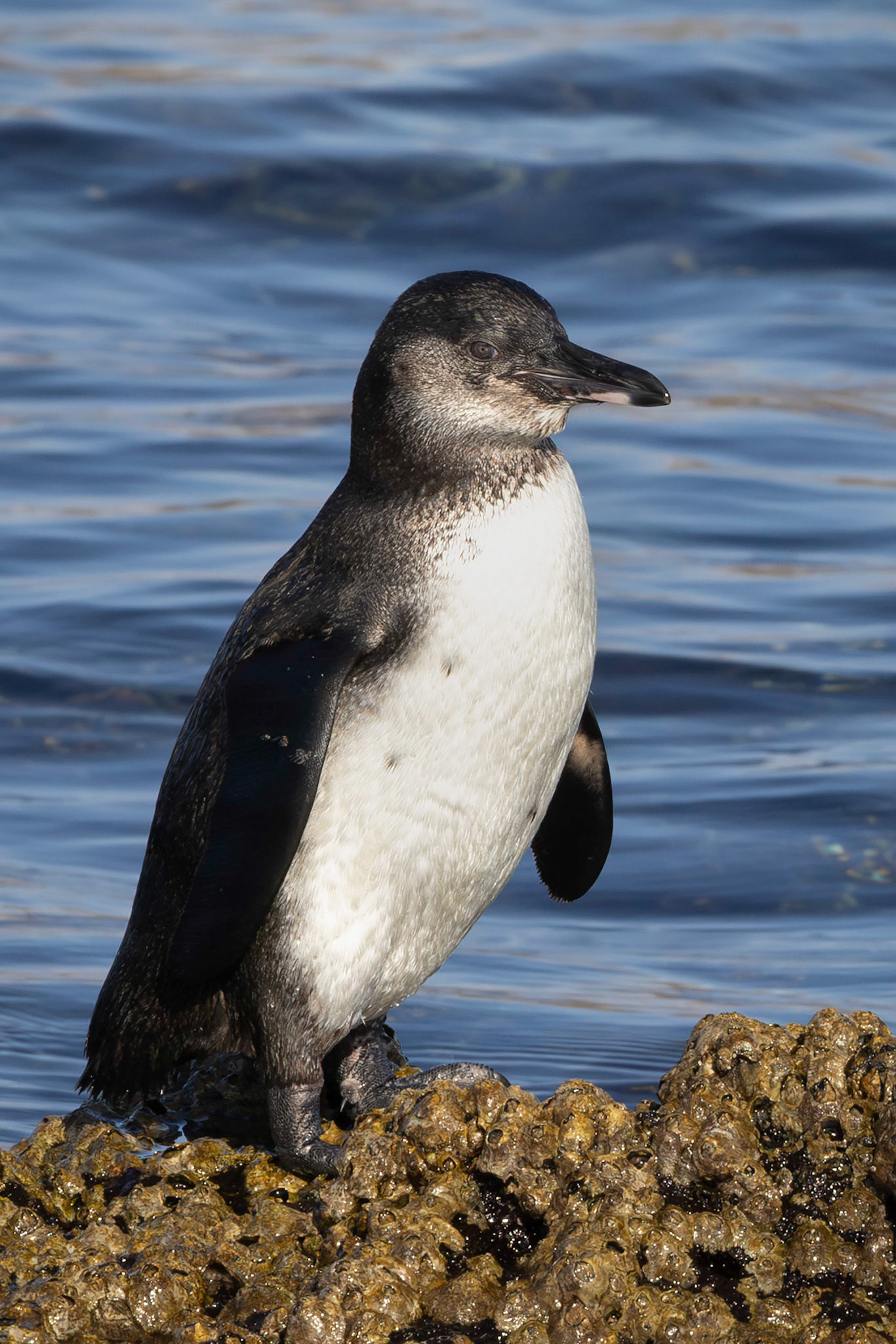 Galapagos Penguin
