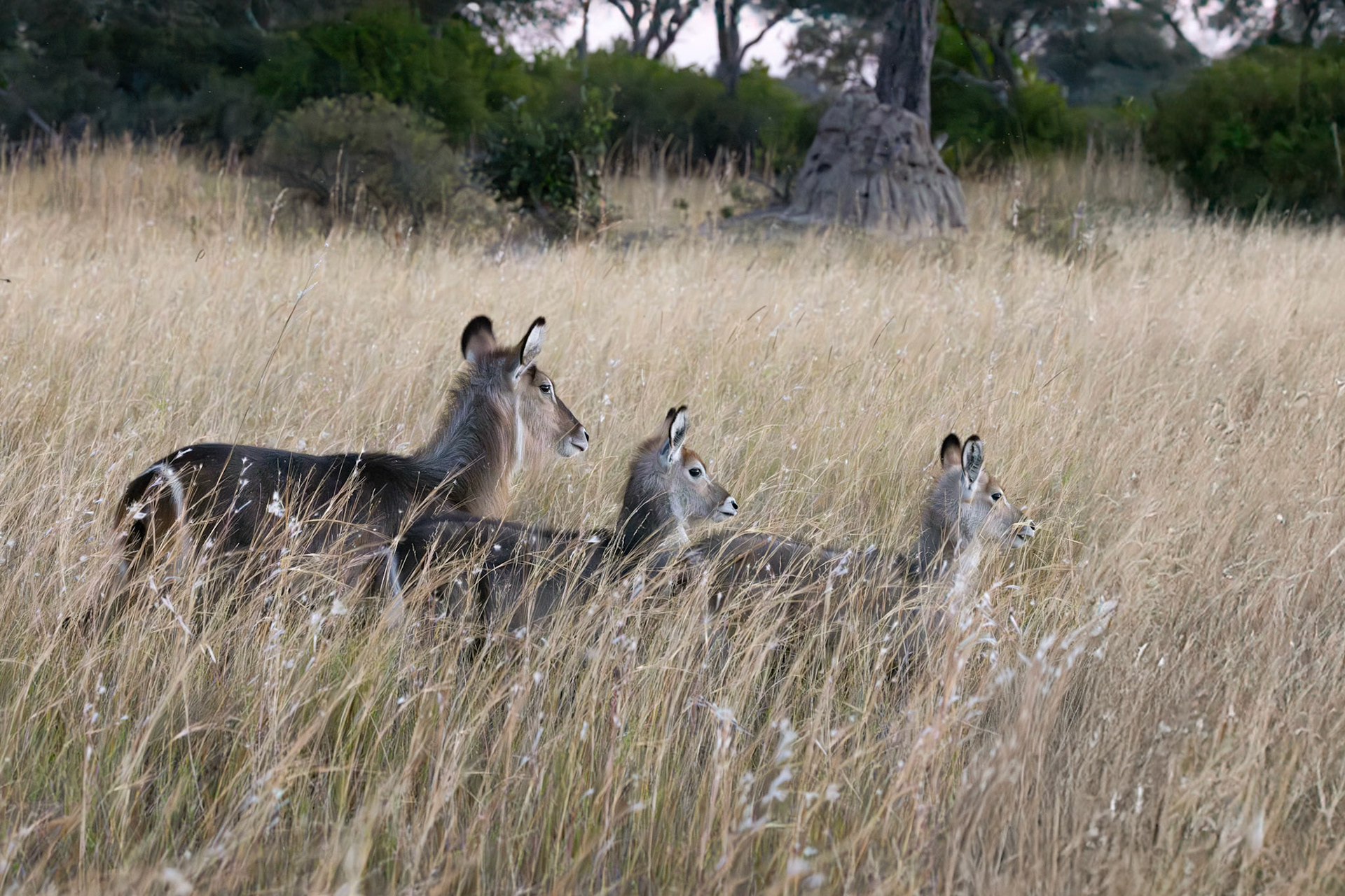 Waterbuck