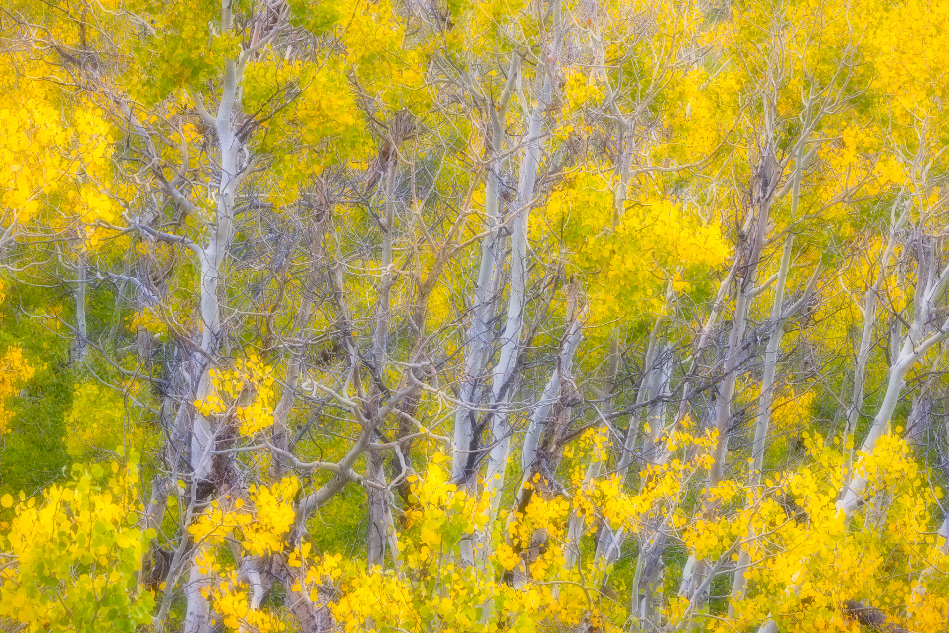 Aspen Grove, Sagehen Meadows