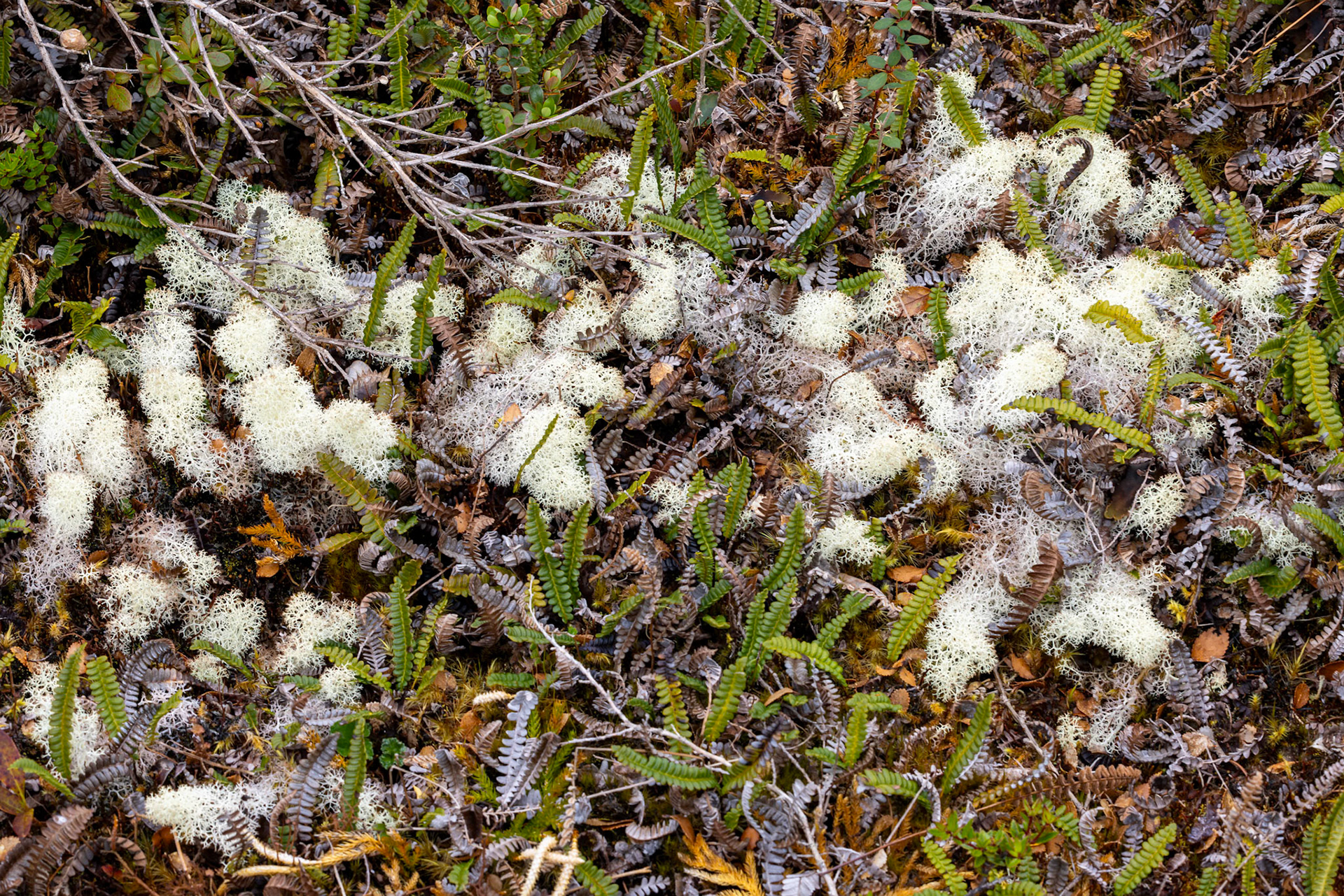 Fuzzy Reindeer Lichen