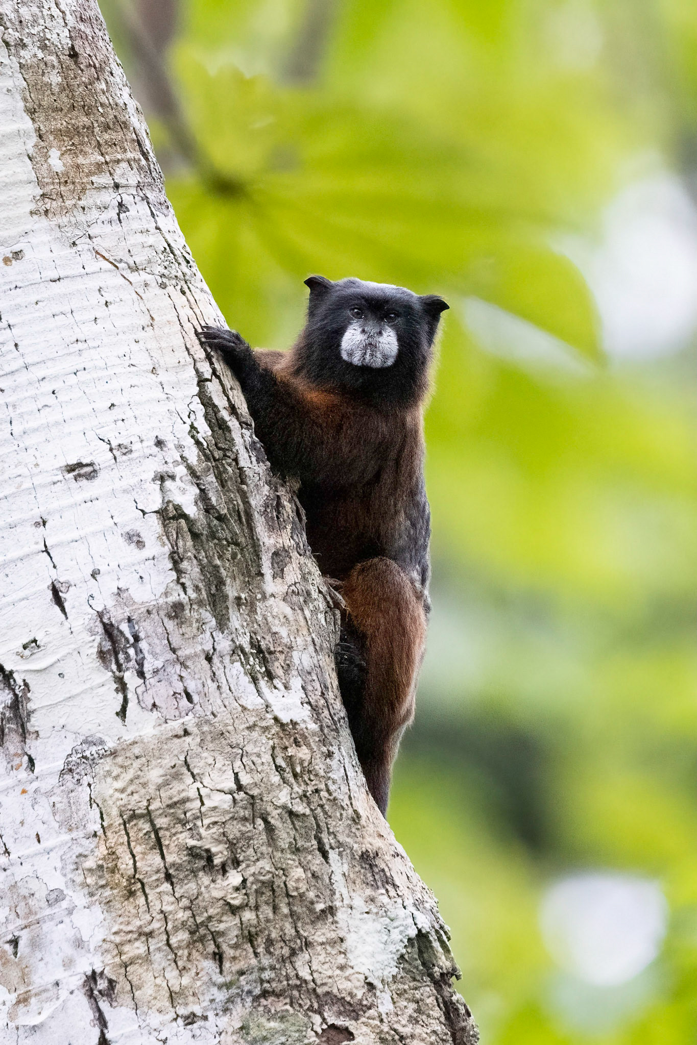 Saddleback Tamarin