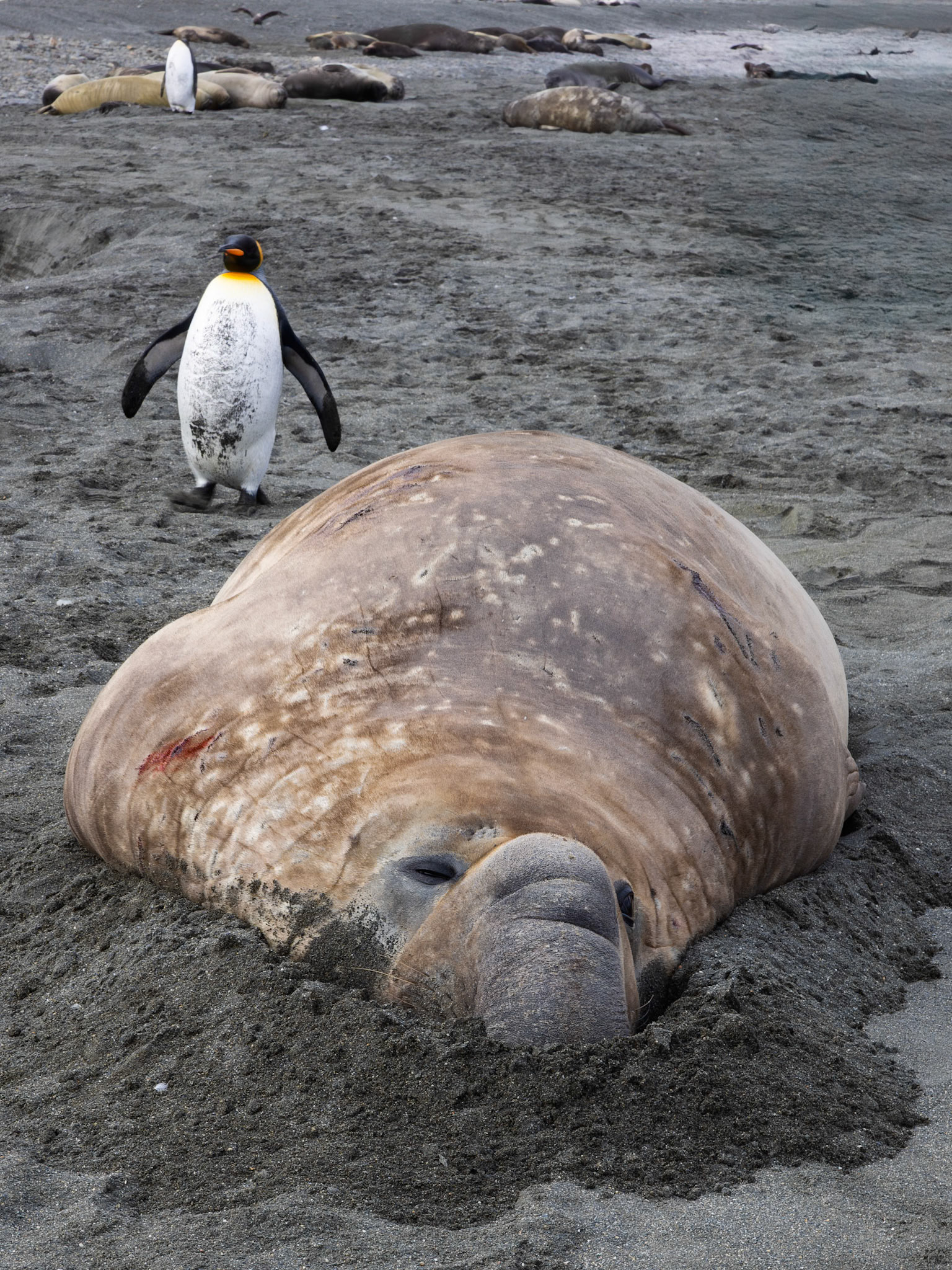 St. Andrews Bay, Elephant Seal and King Penguin
