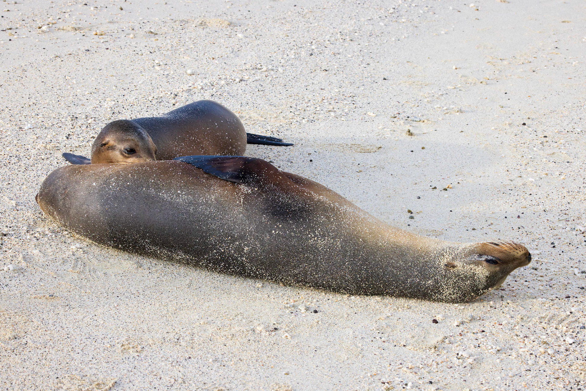 Galapagos Sea Lion