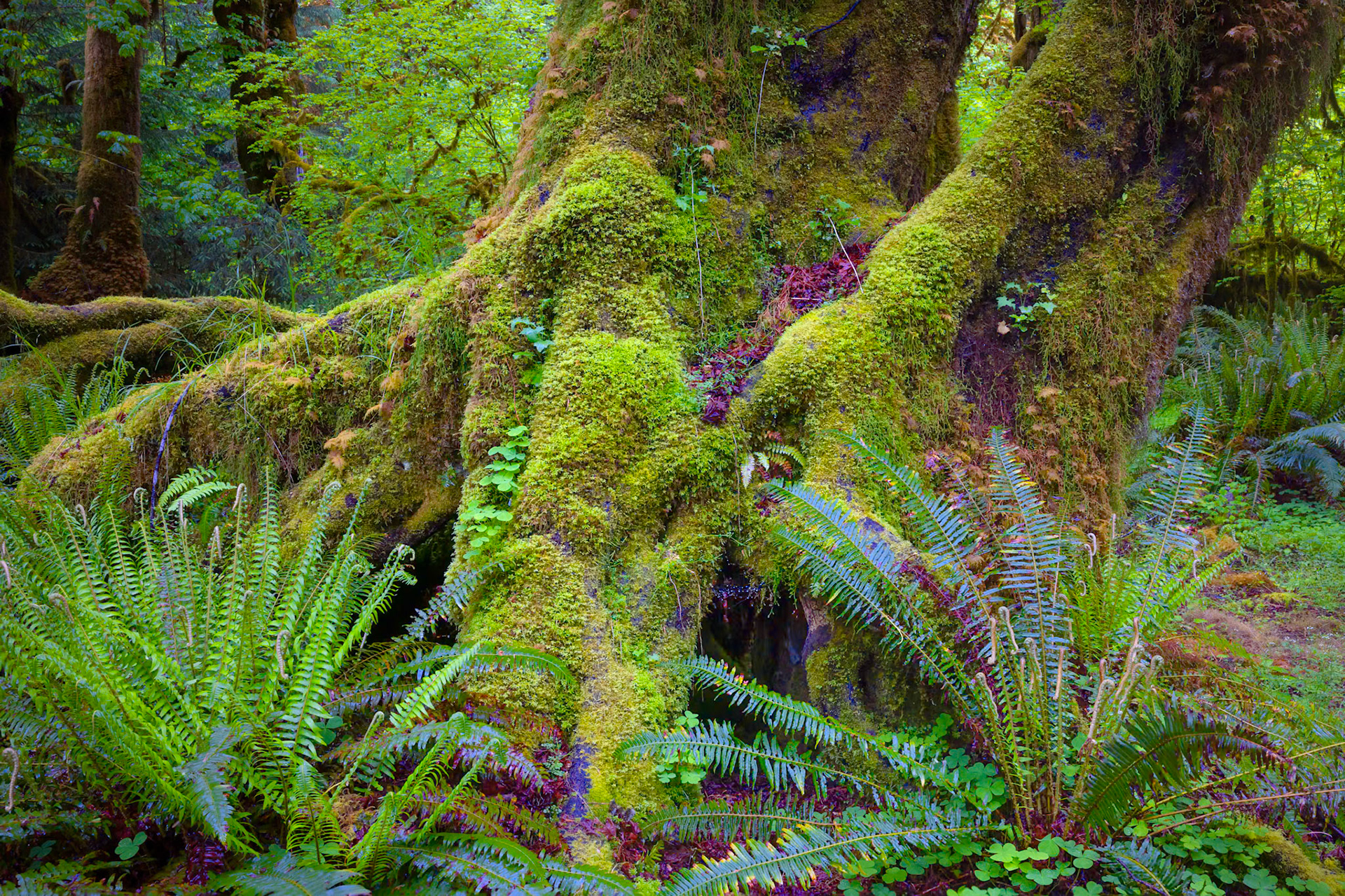 Hoh Rain Forest Hall of Mosses