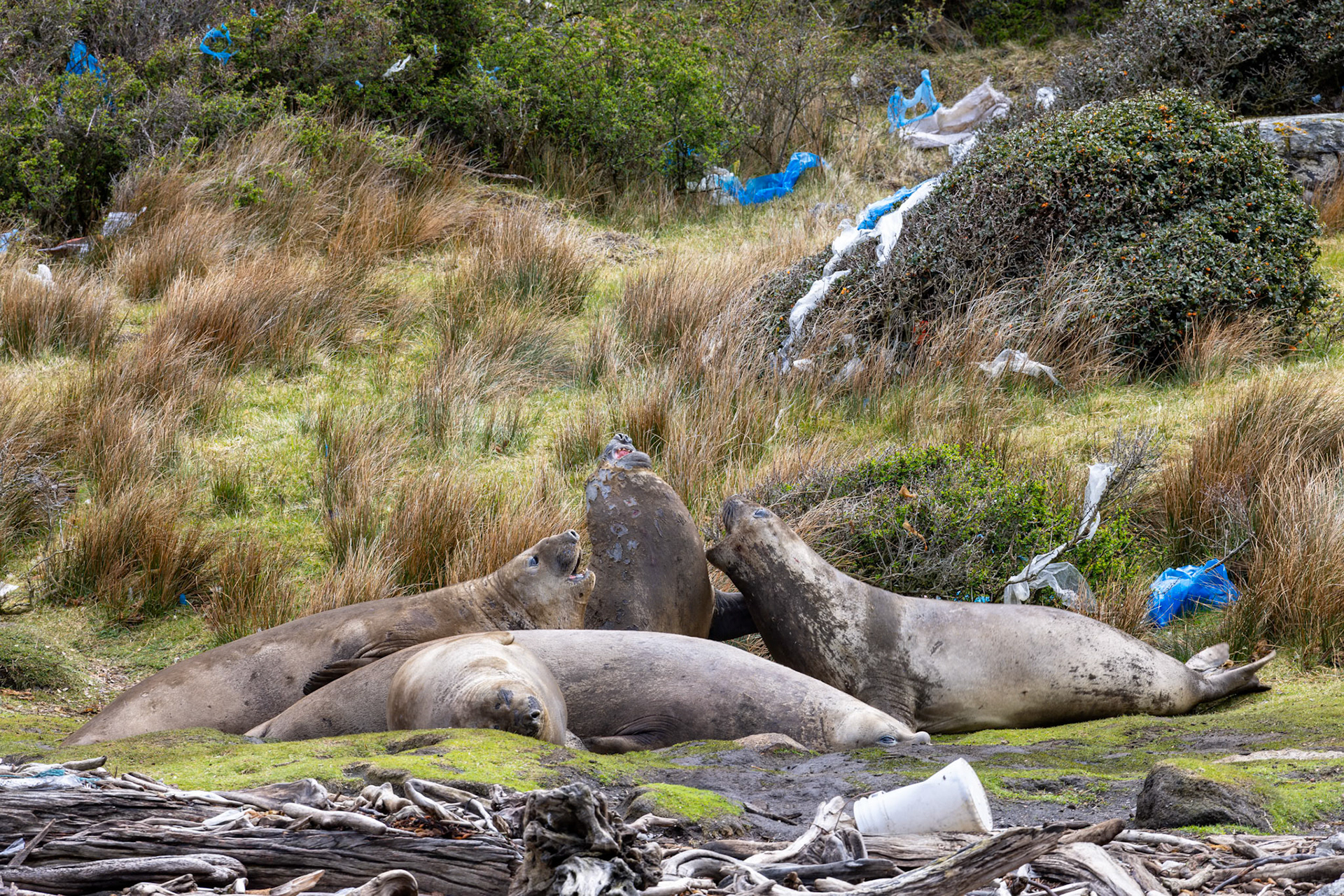 Southern Elephant Seals, Karukinka Park