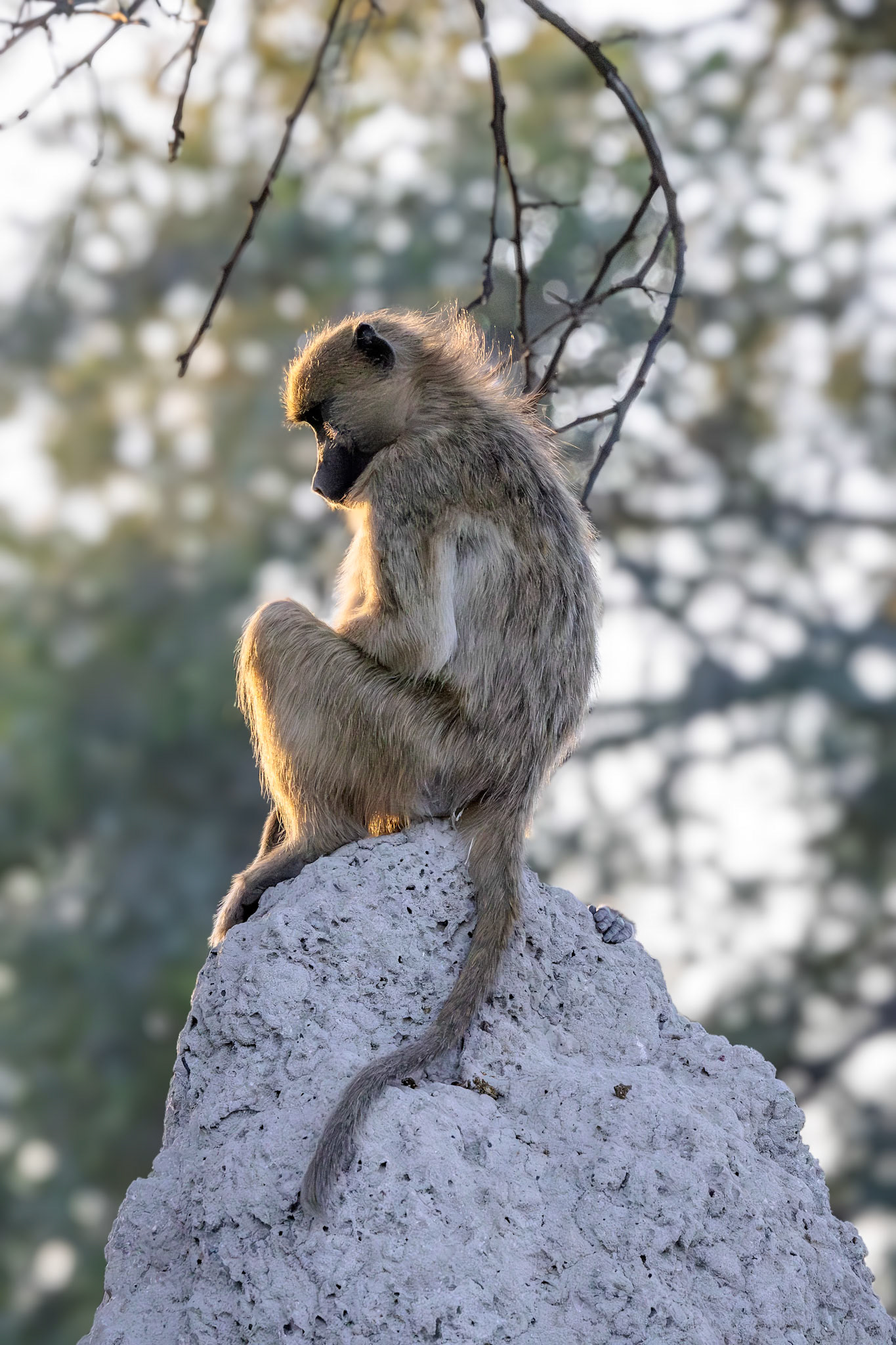 Chacma Baboon