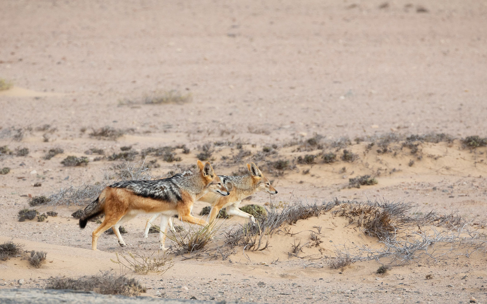 Blacked-backed Jackal