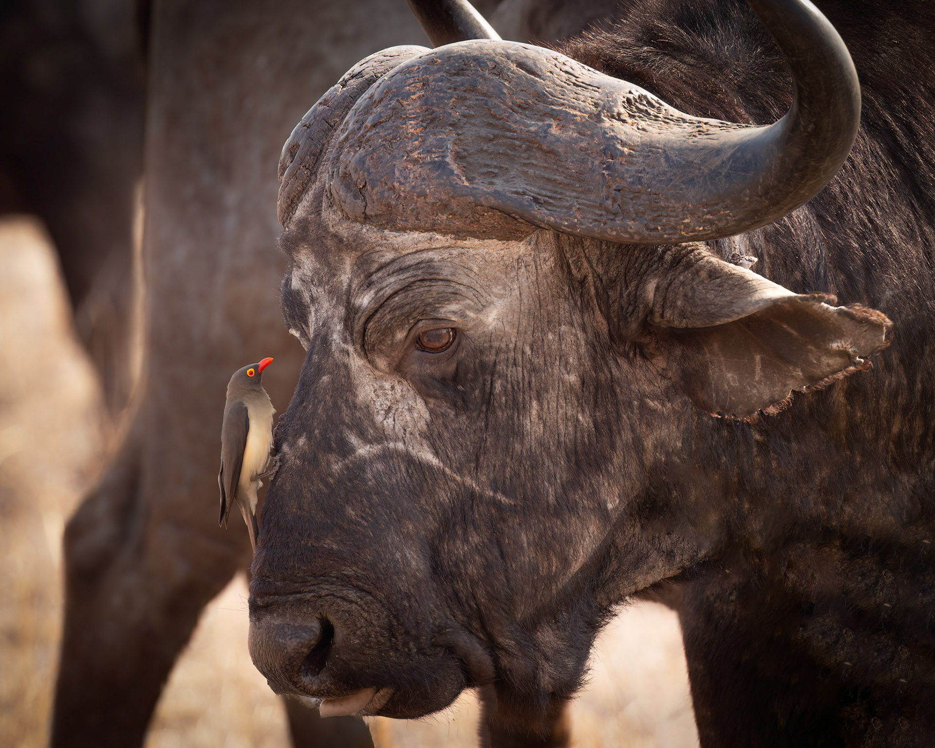 Old cape buffalo with oxpecker