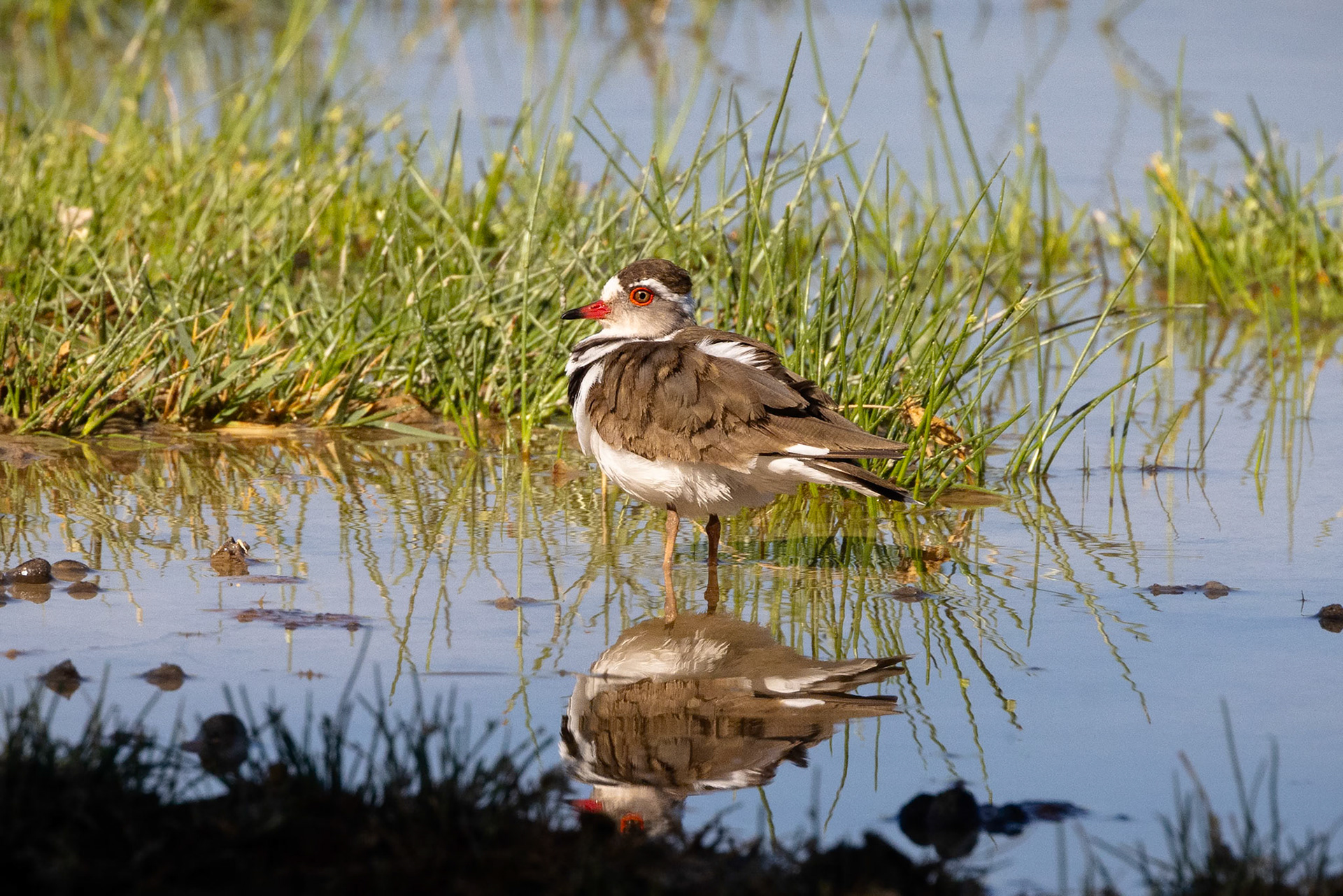Three-Banded Plover