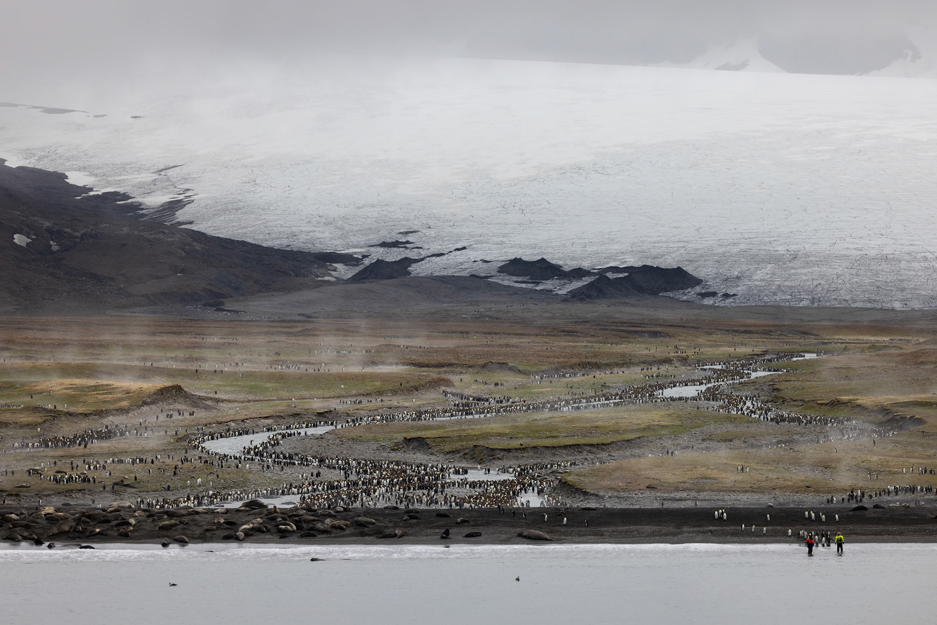 King Penguin Colony, St. Andrews Bay, South Georgia Island