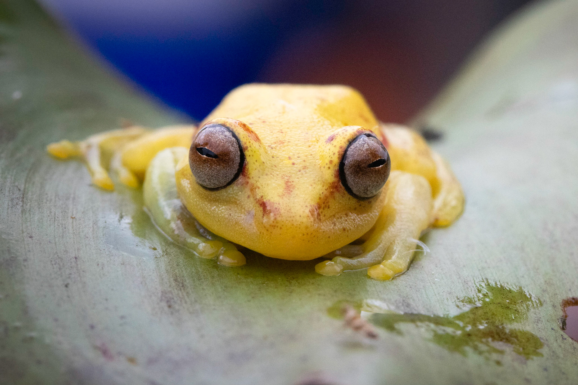 Yellow Polka-dot Tree Frog