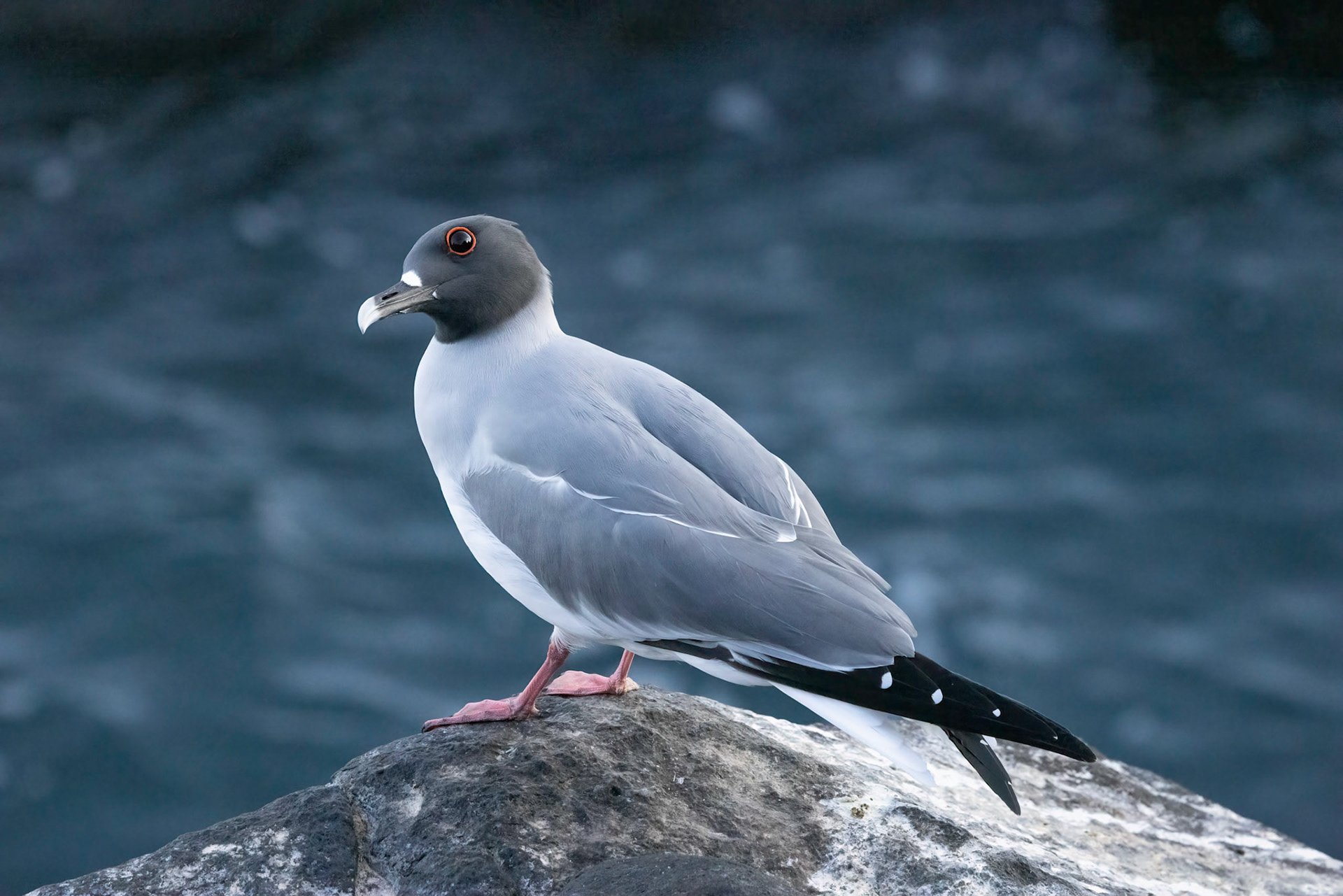 Swallow-tailed Gull