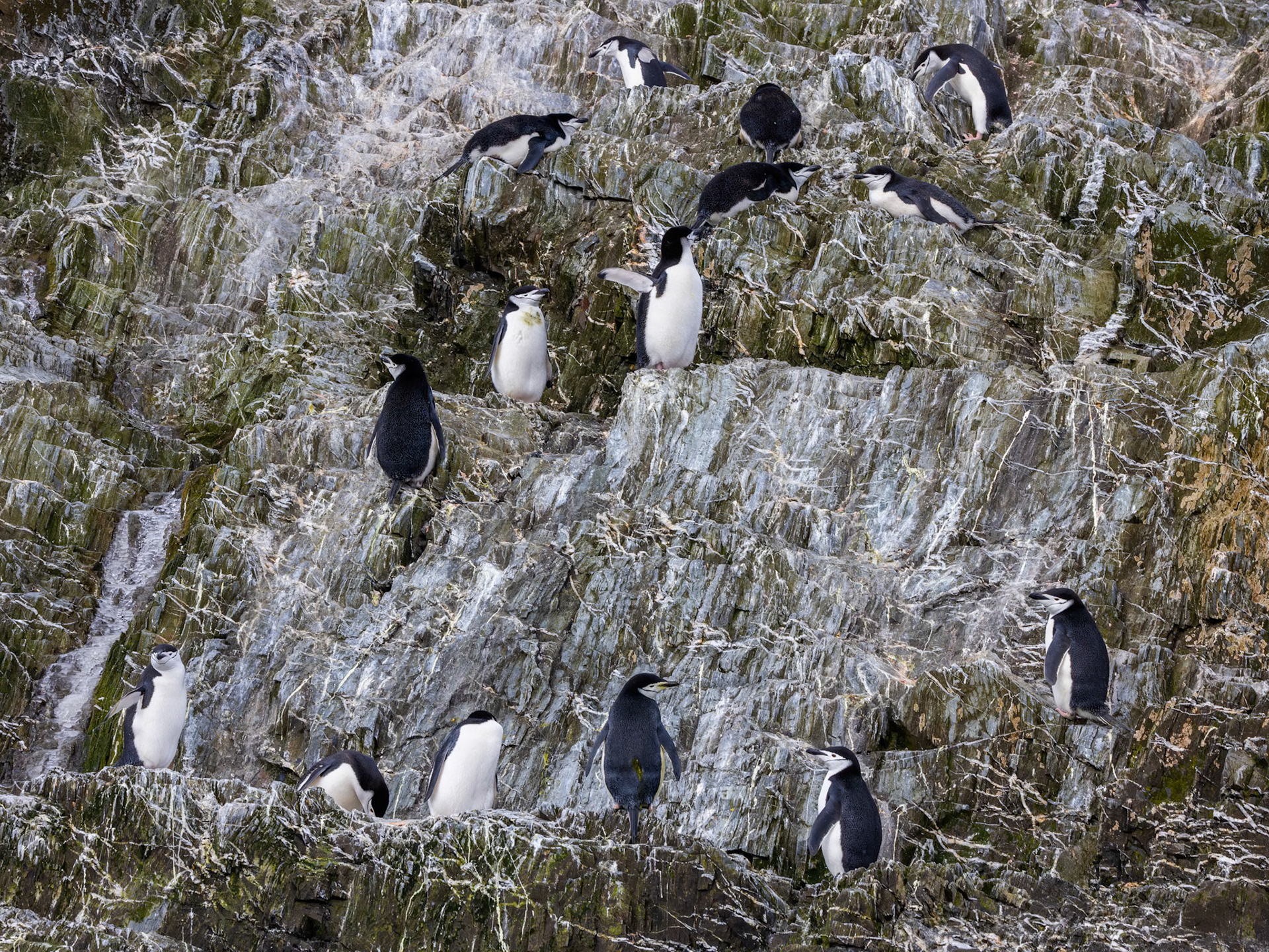 Elephant Island, Antarctic Peninsula, Chinstrap Penguin Colony