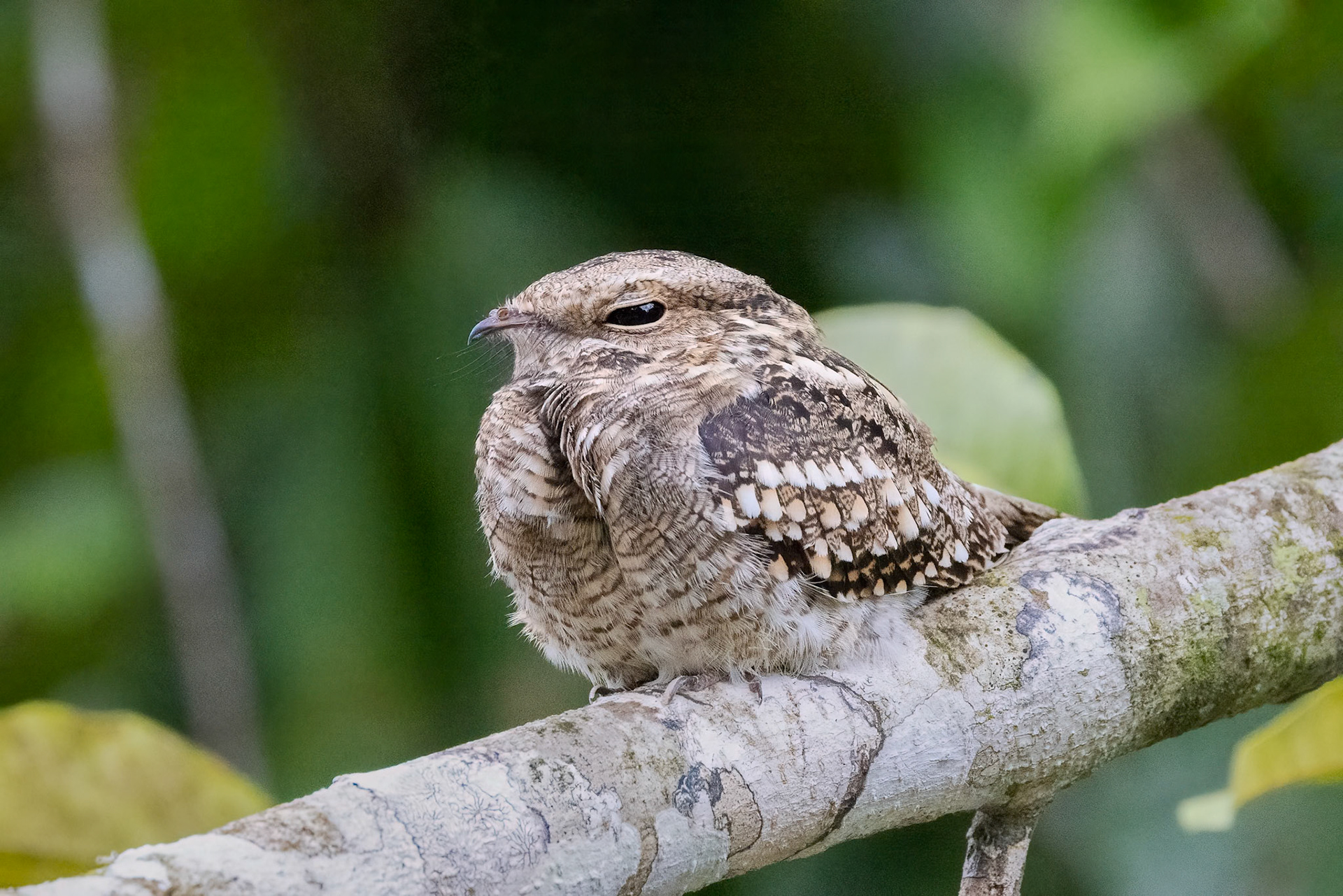 Nighthawk