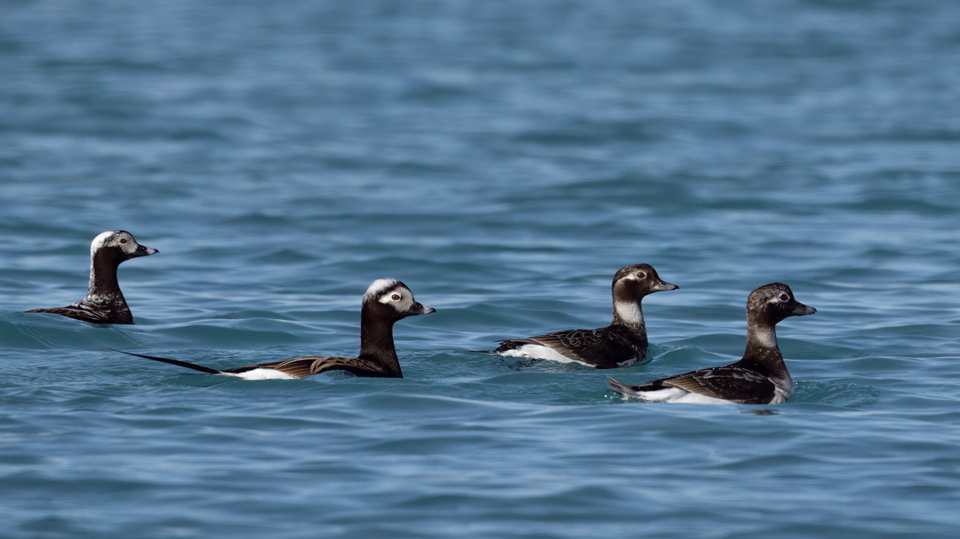 Long-Tailed Duck