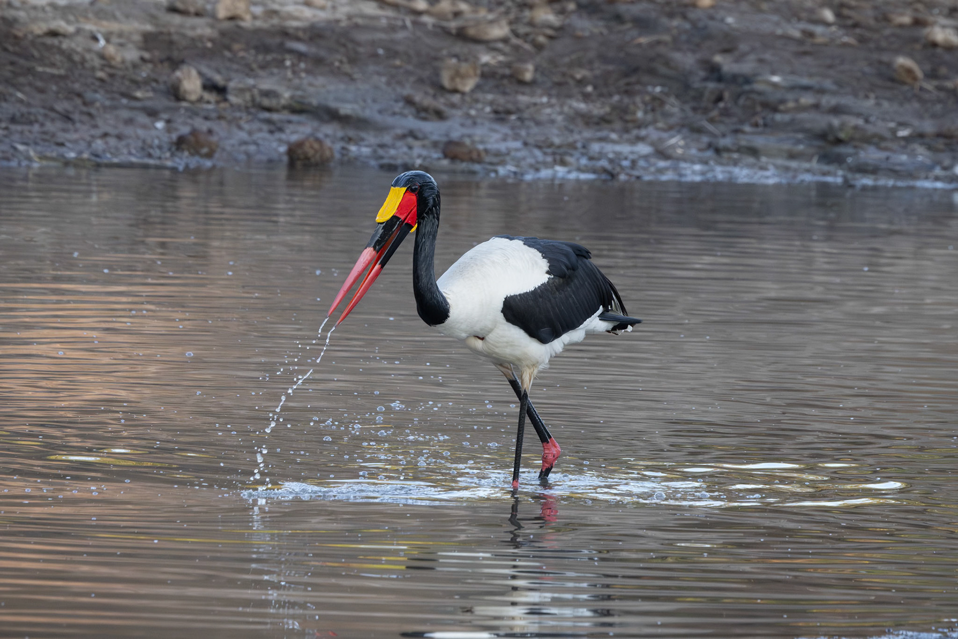 Saddle-Billed Stork