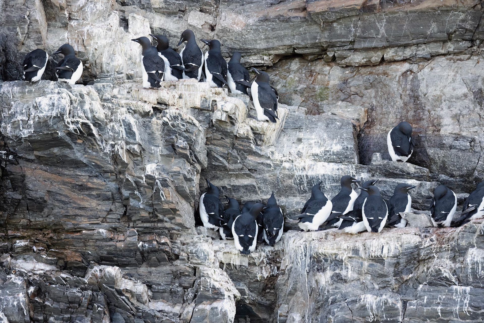 Brunnich's Guillemot (Thick-billed Murre)