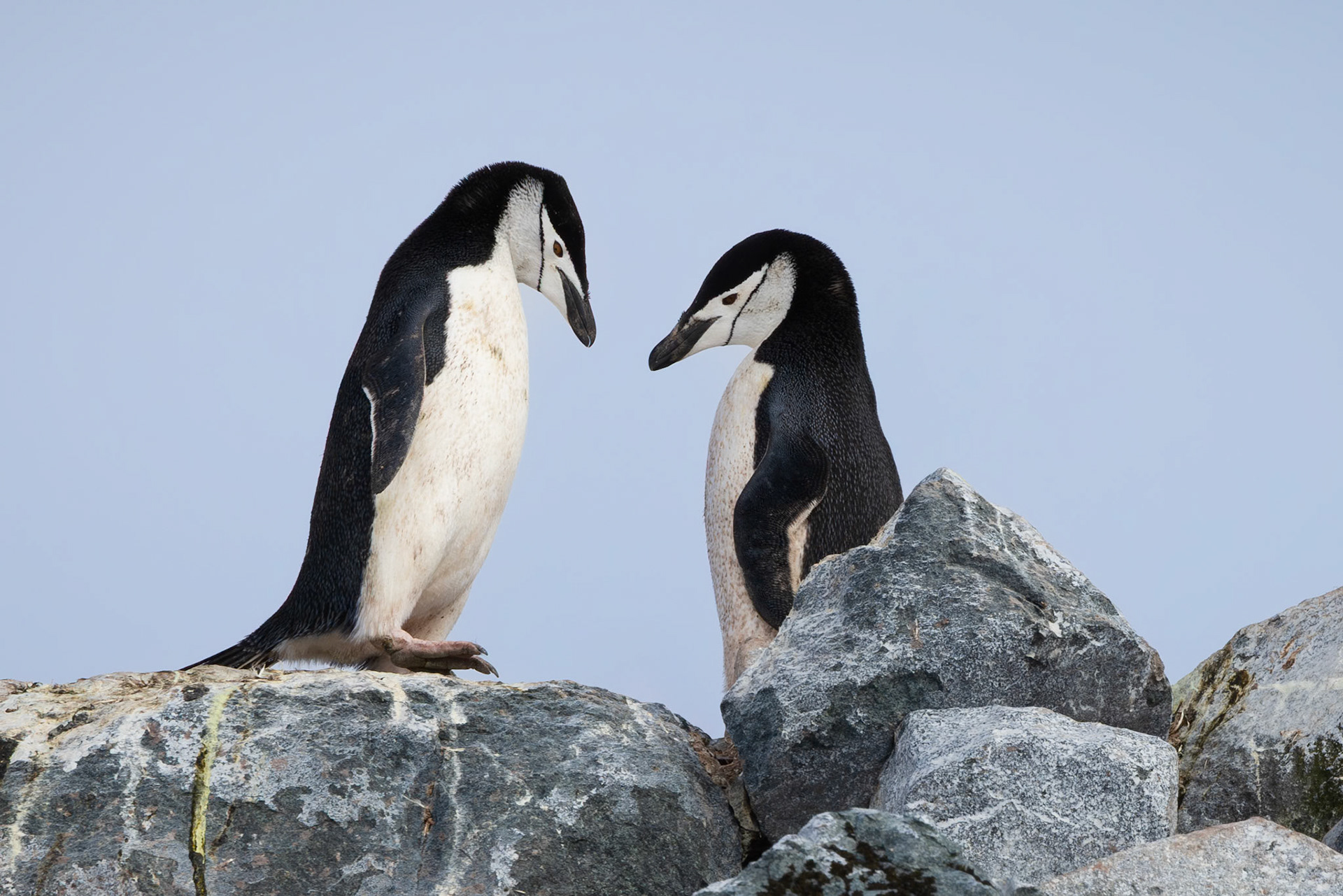 Chinstrap Penguin