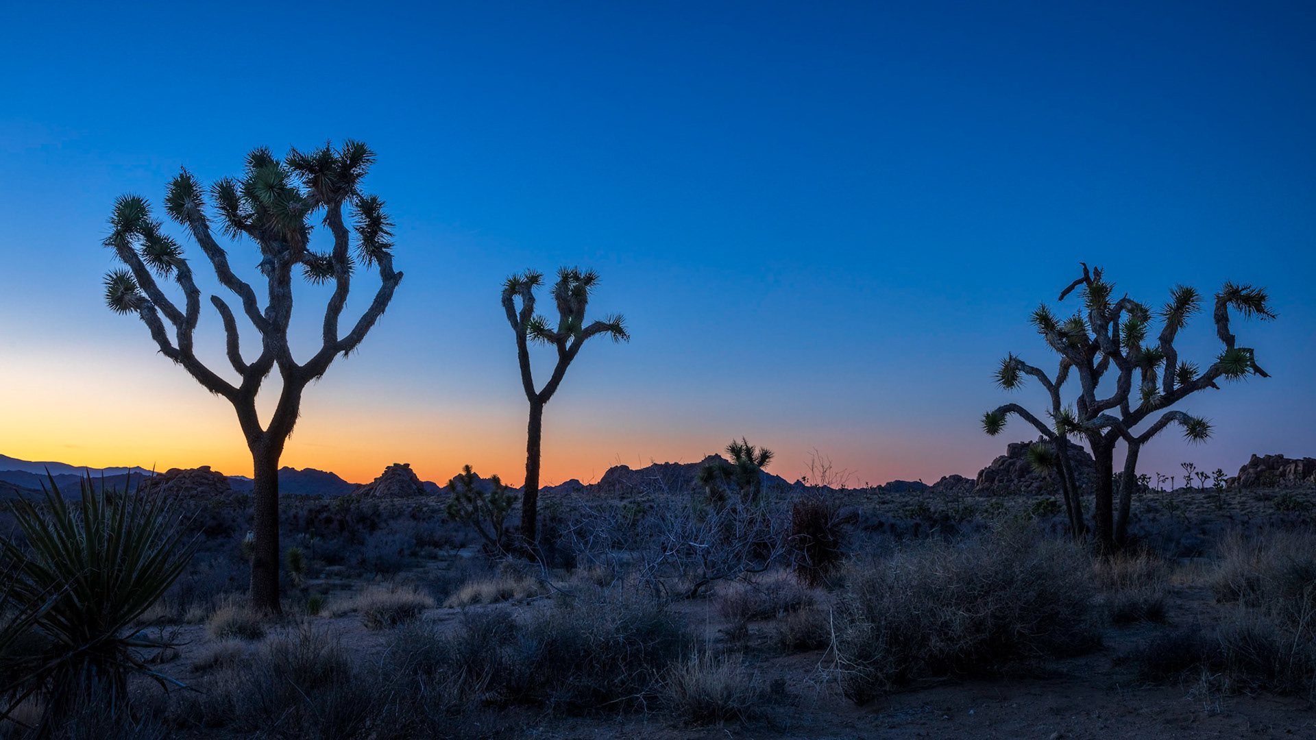 Joshua Tree