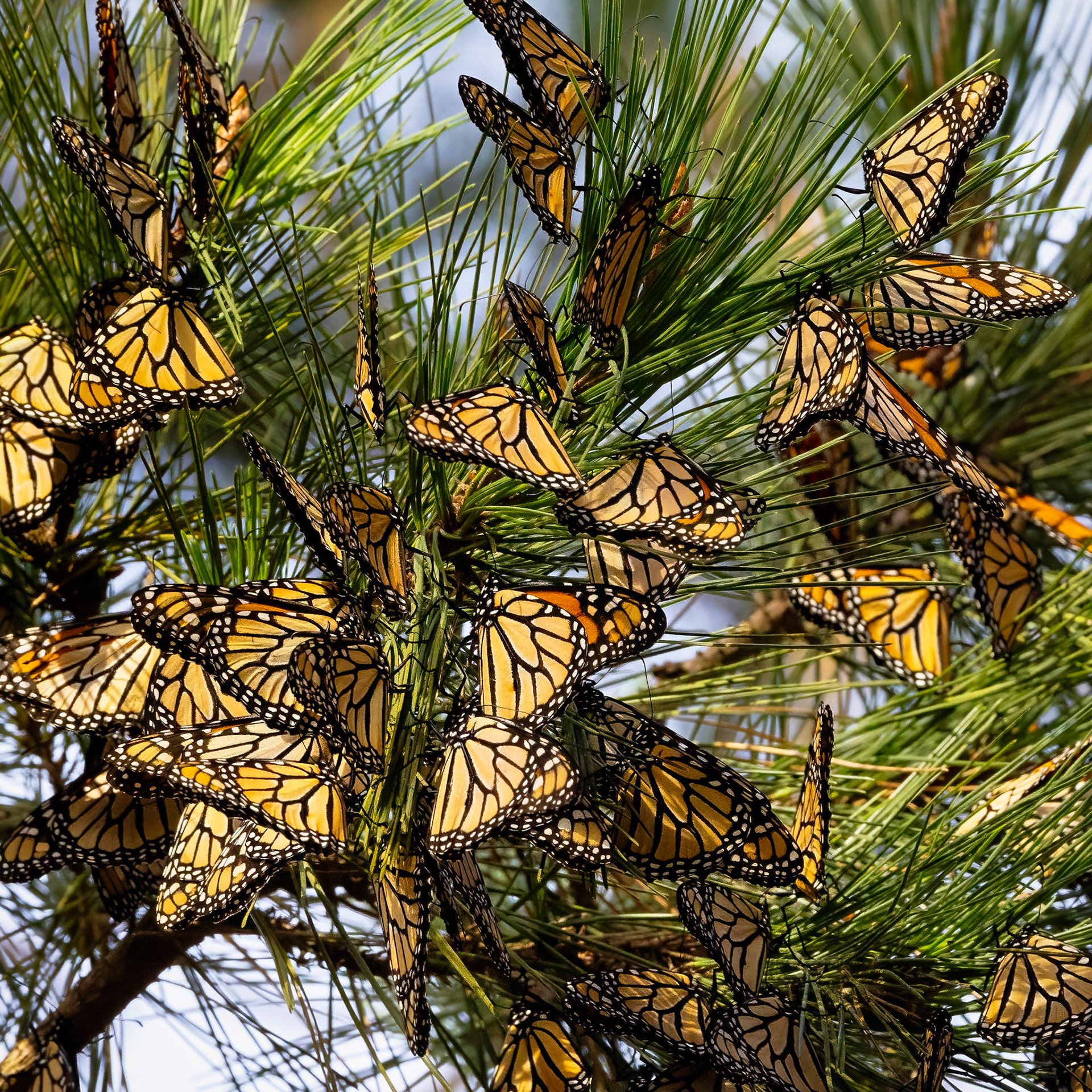 Monarch Butterflies, Pacific Grove