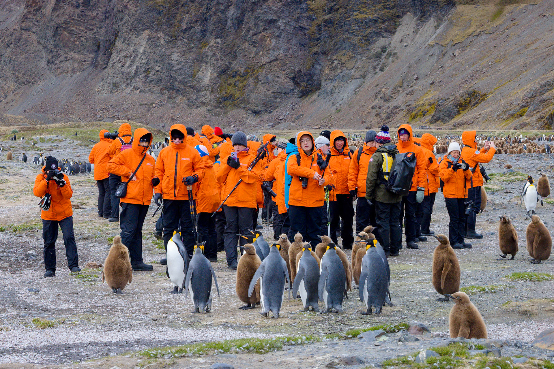 Fortuna Bay King Penguin Colony