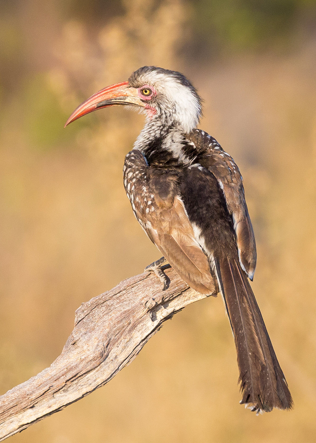 Southern Red-billed Hornbill
