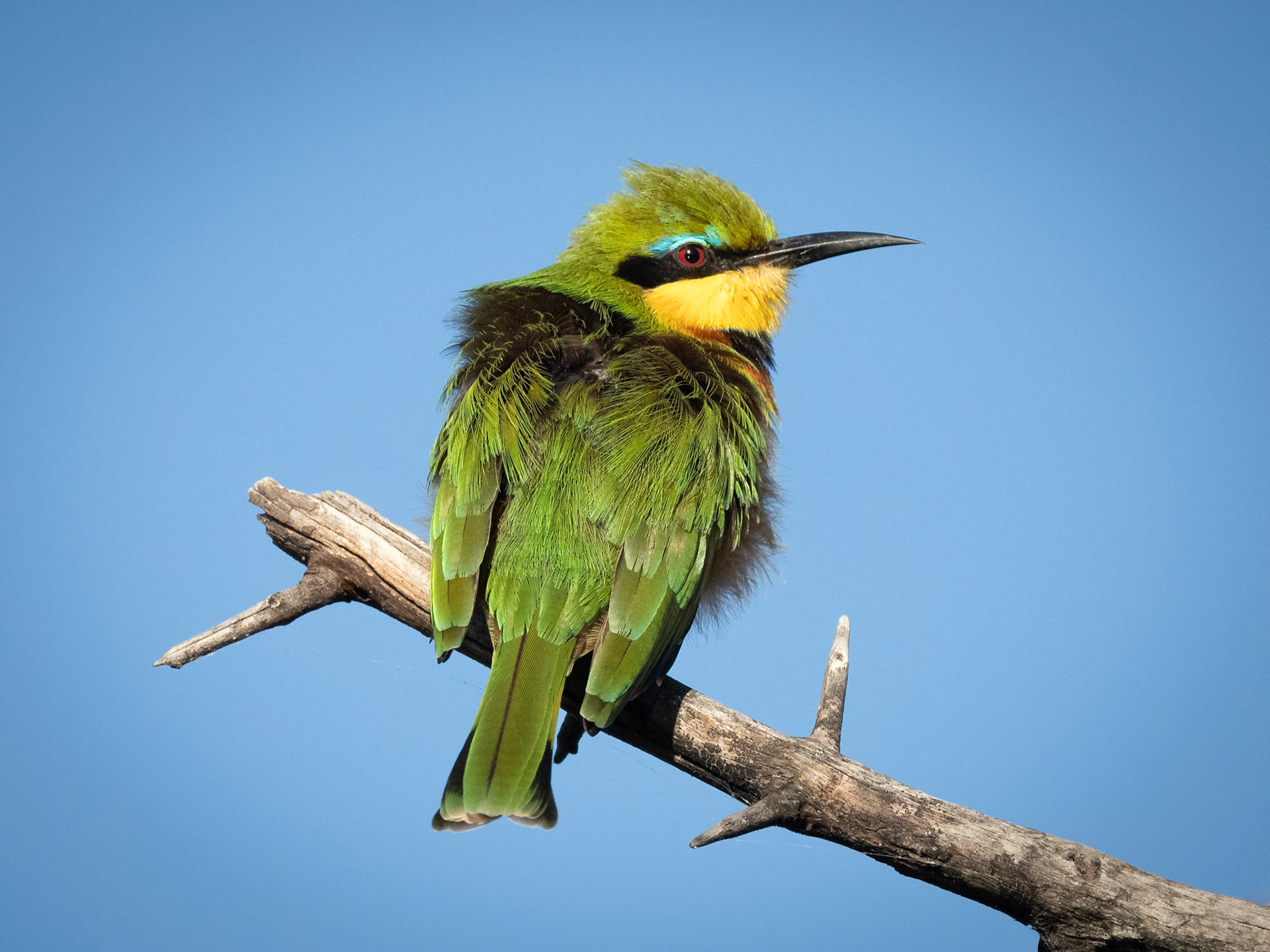 Little Bee-eater