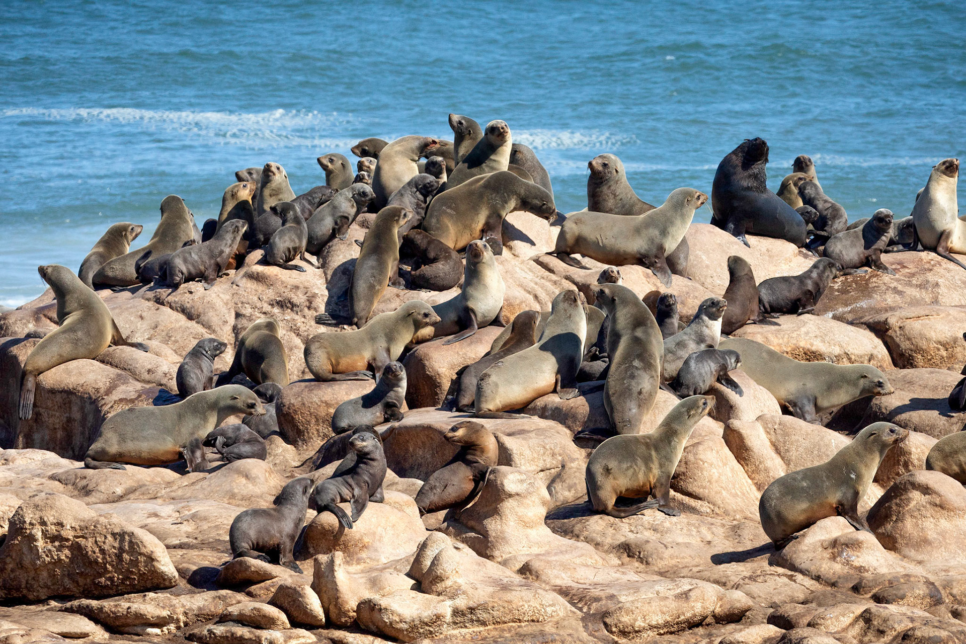Cape Fur Seal colony