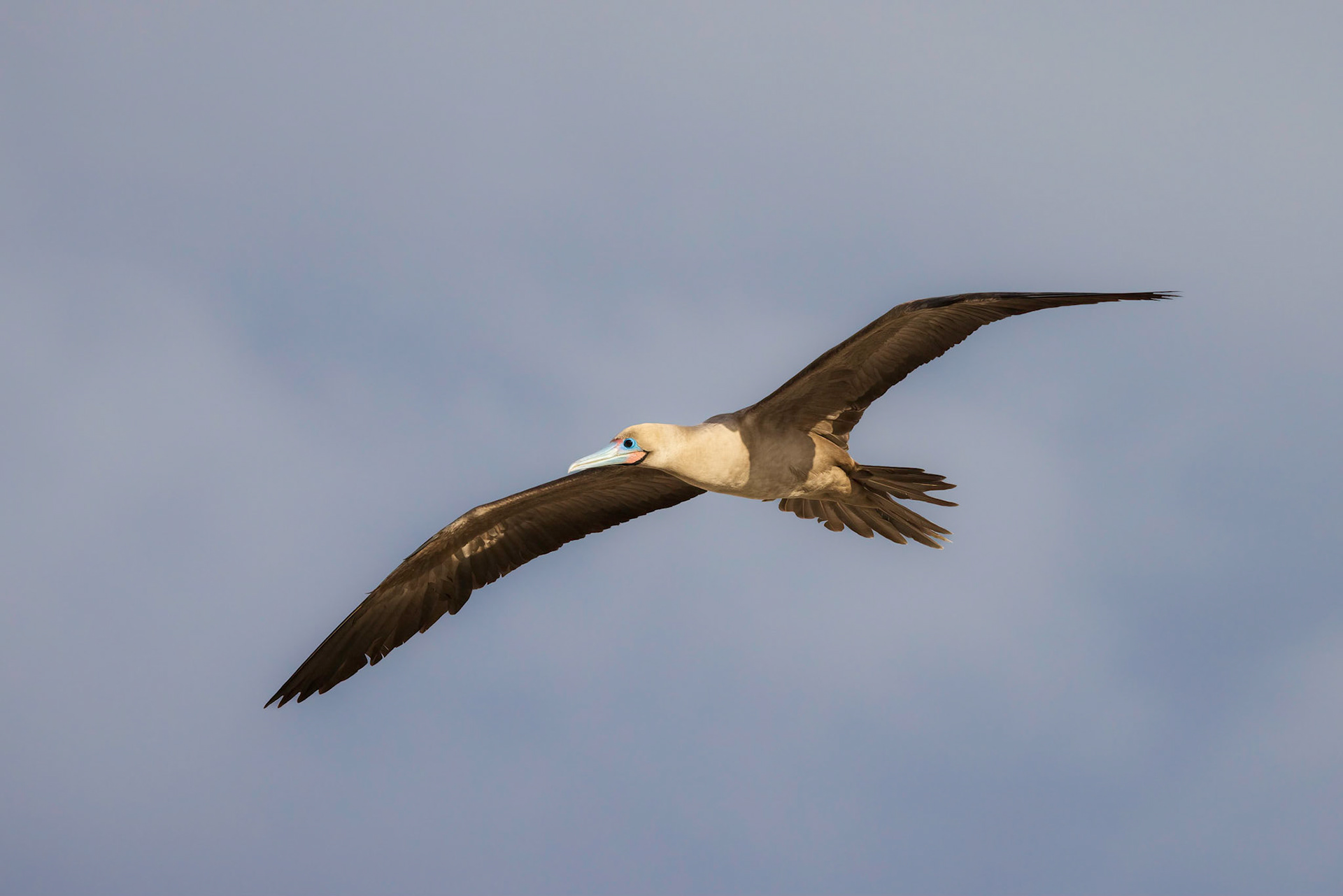 Red-footed Booby