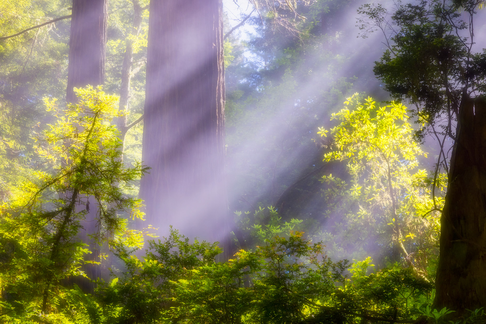 Del Norte Coast Redwoods