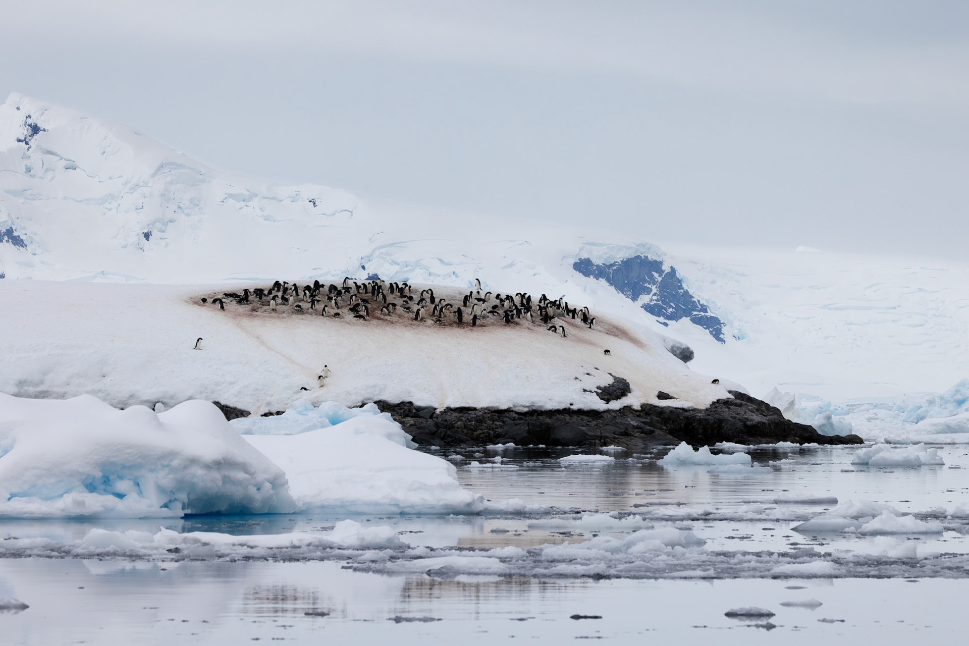 Adelie Pengulin Colony, Fish Islands