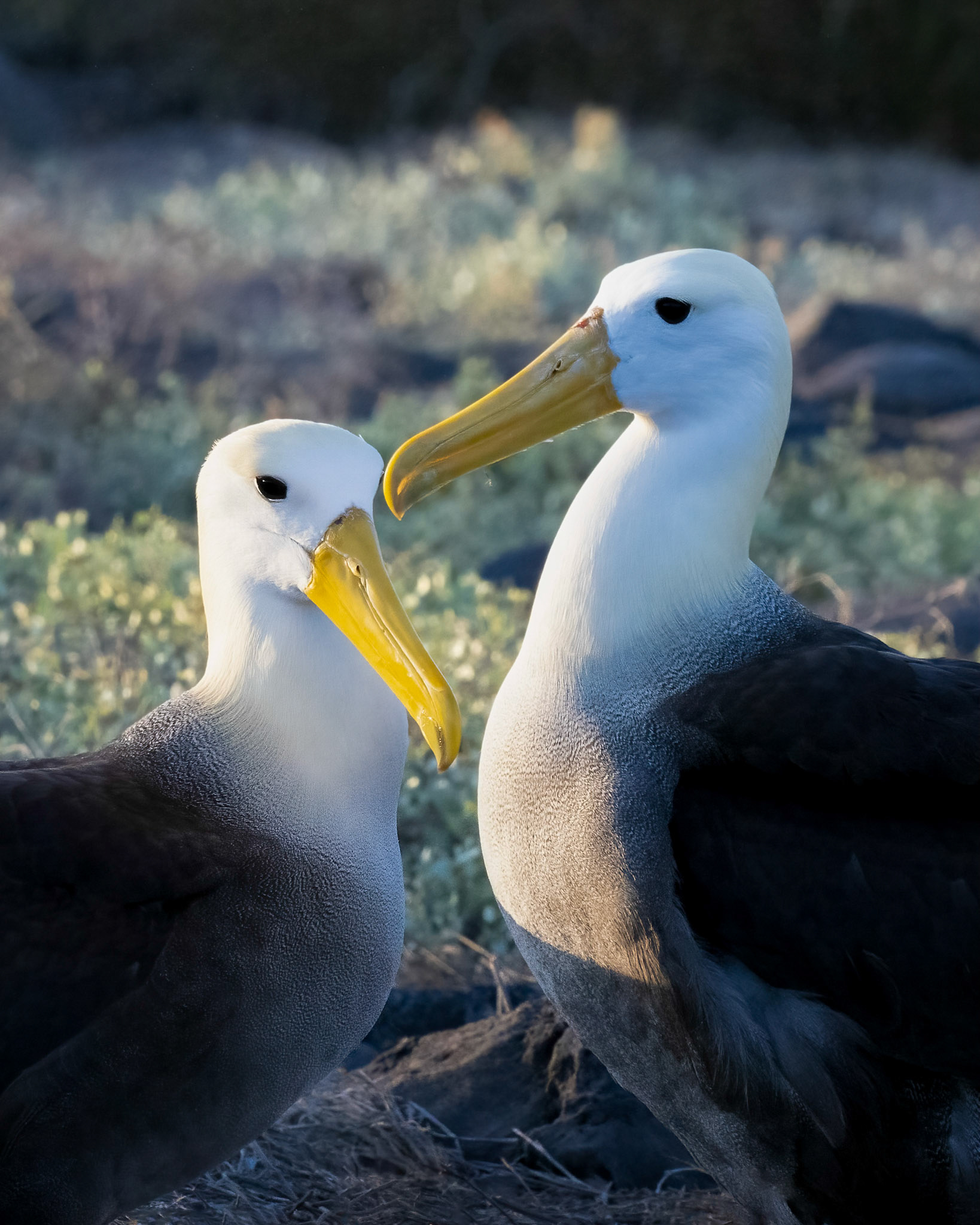 Waved Albatross