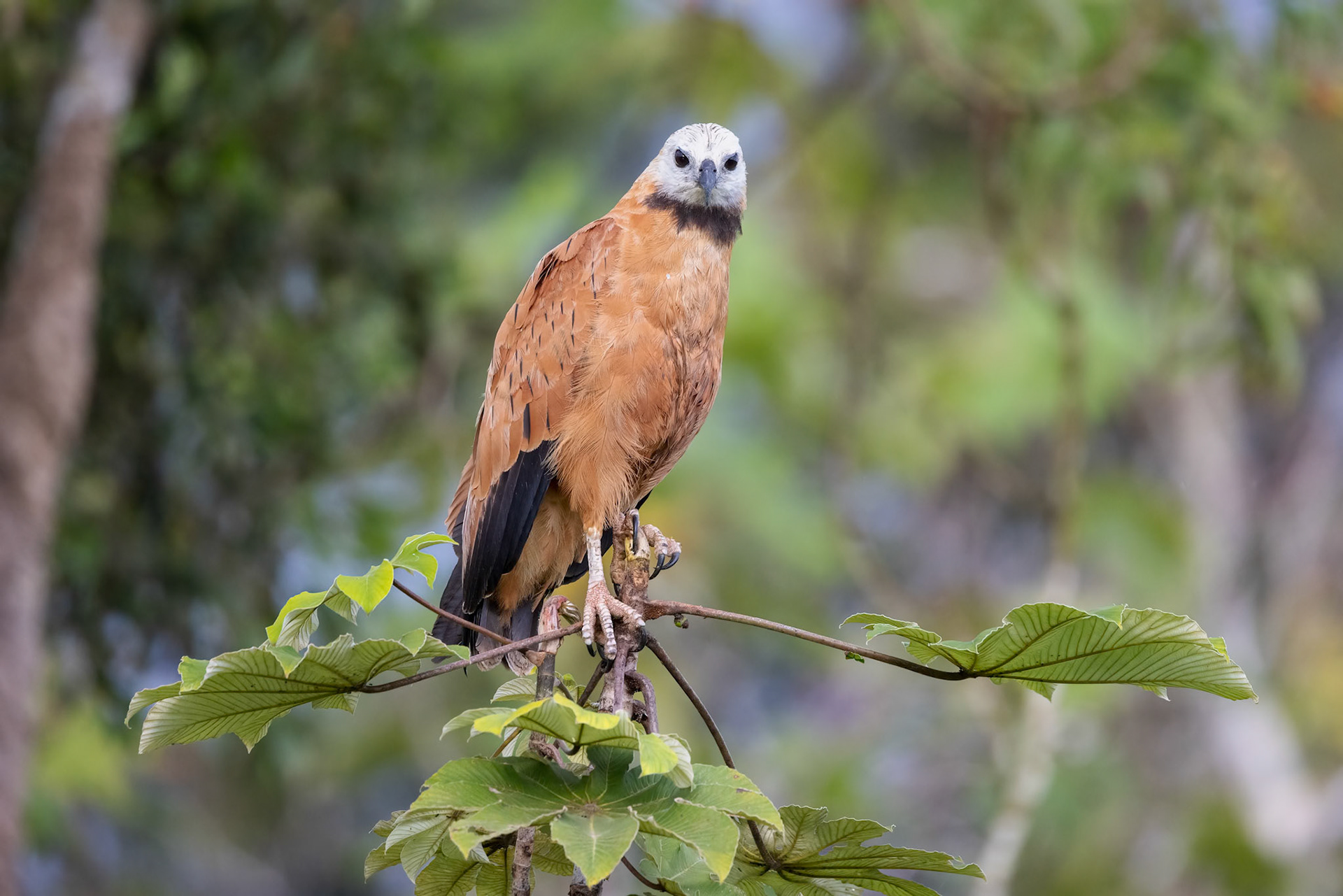 Black-collared Hawk