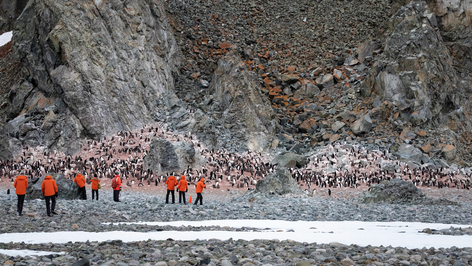 Pourquoi Pas Island;   Adelie Penguin colony
