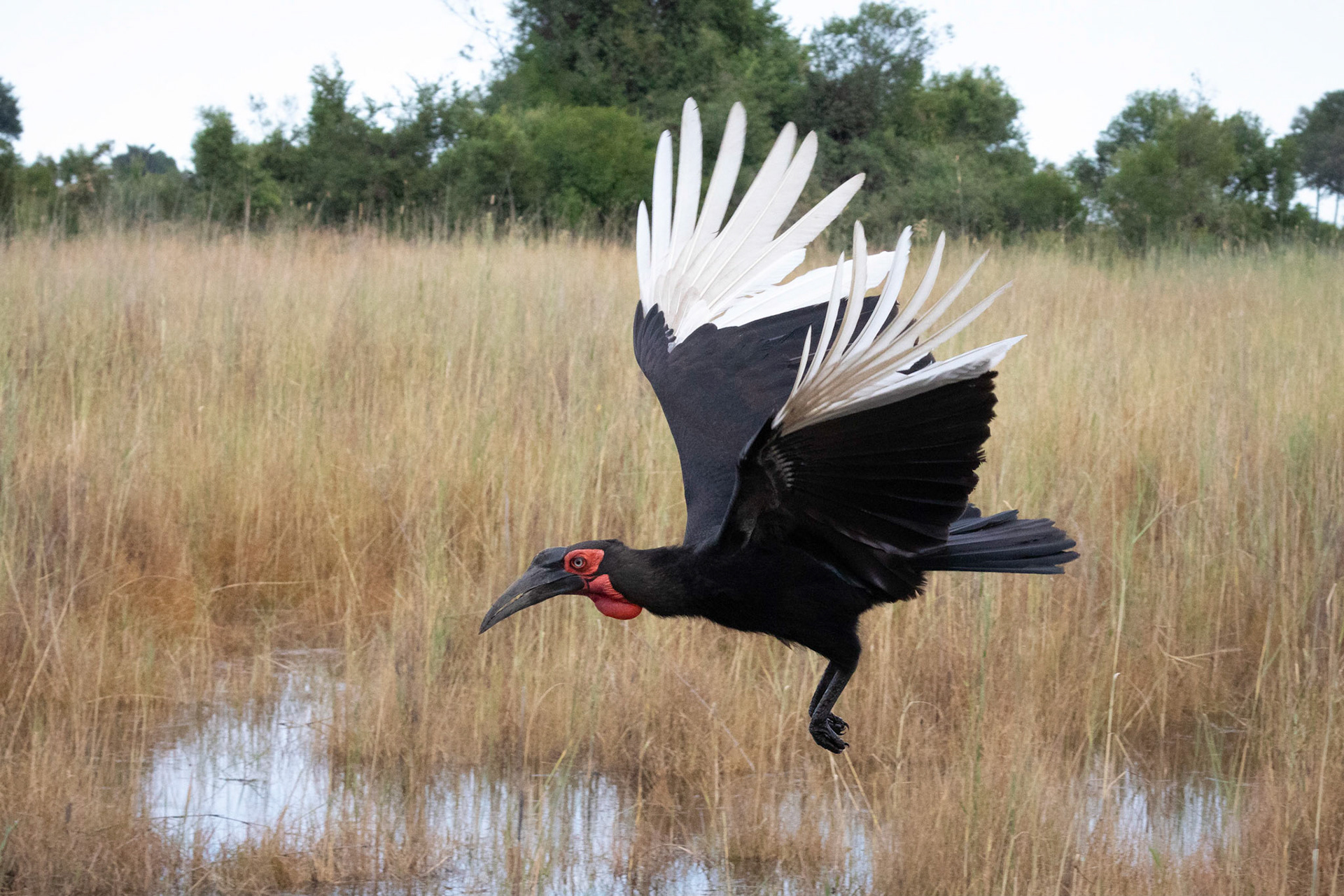 Southern Ground Hornbill