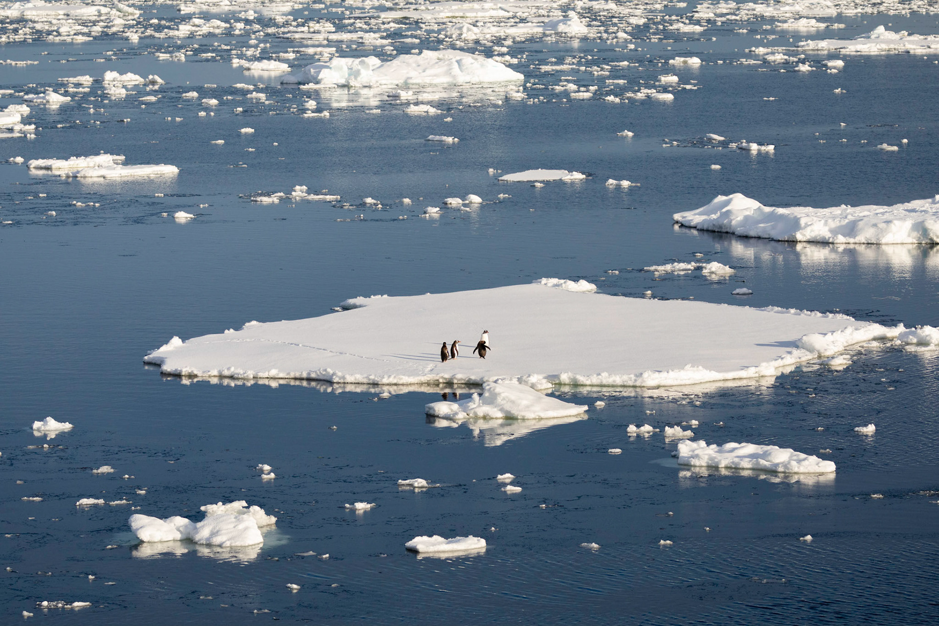 Gentoo Penguins on pack ice