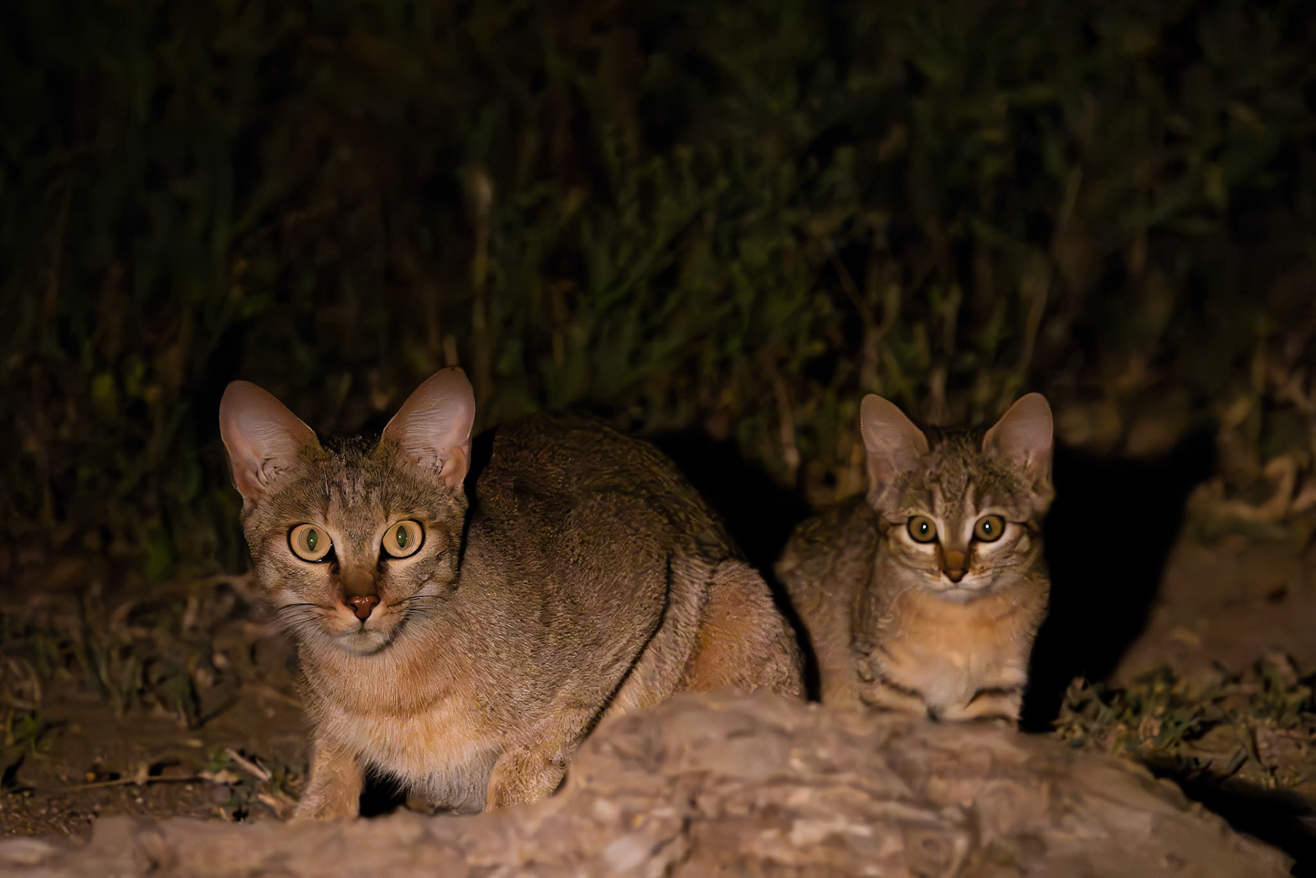 African Wildcat and Kitten