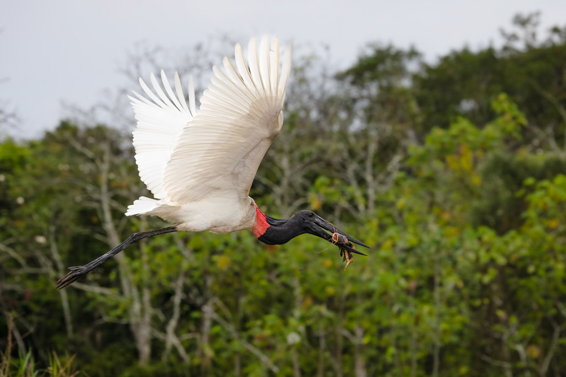 Jabiru