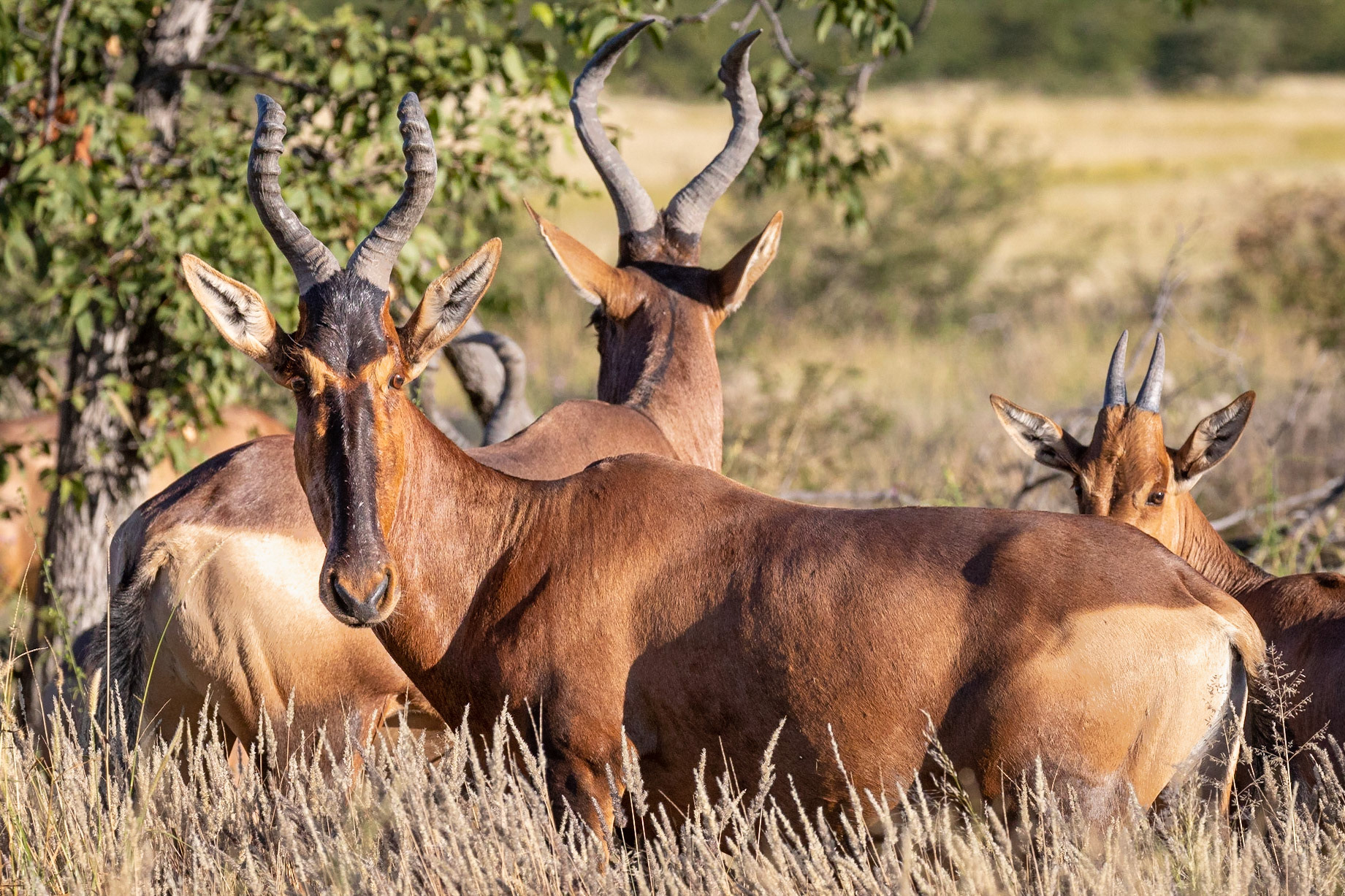 Red Hartebeest