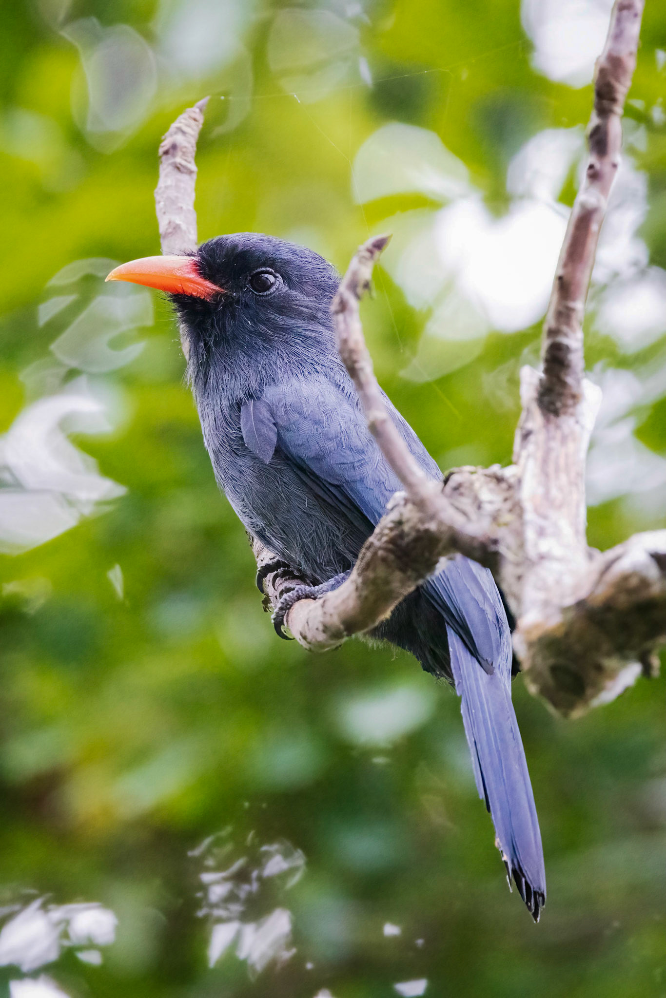 Black-fronted Nunbird