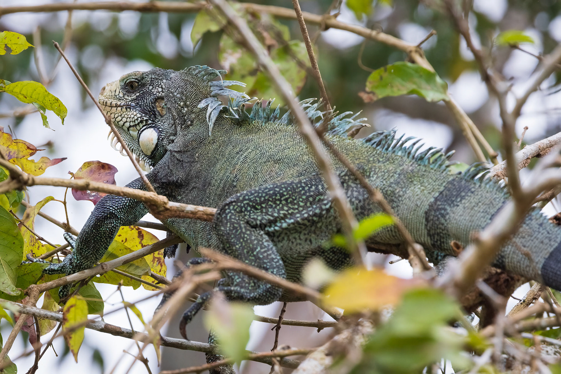 Iguana
