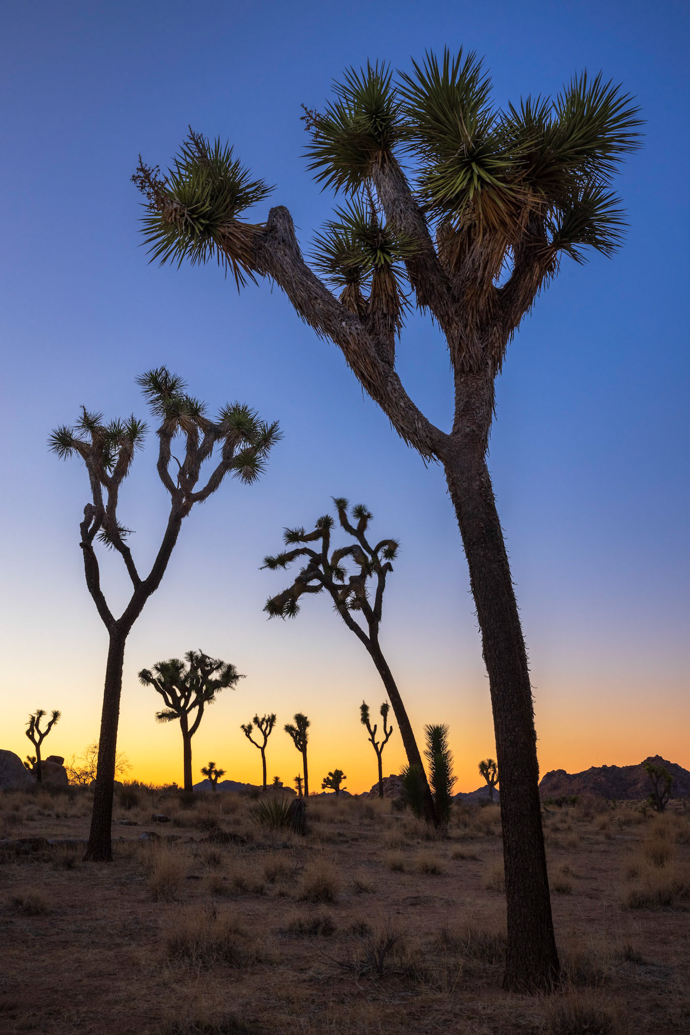 Joshua Tree
