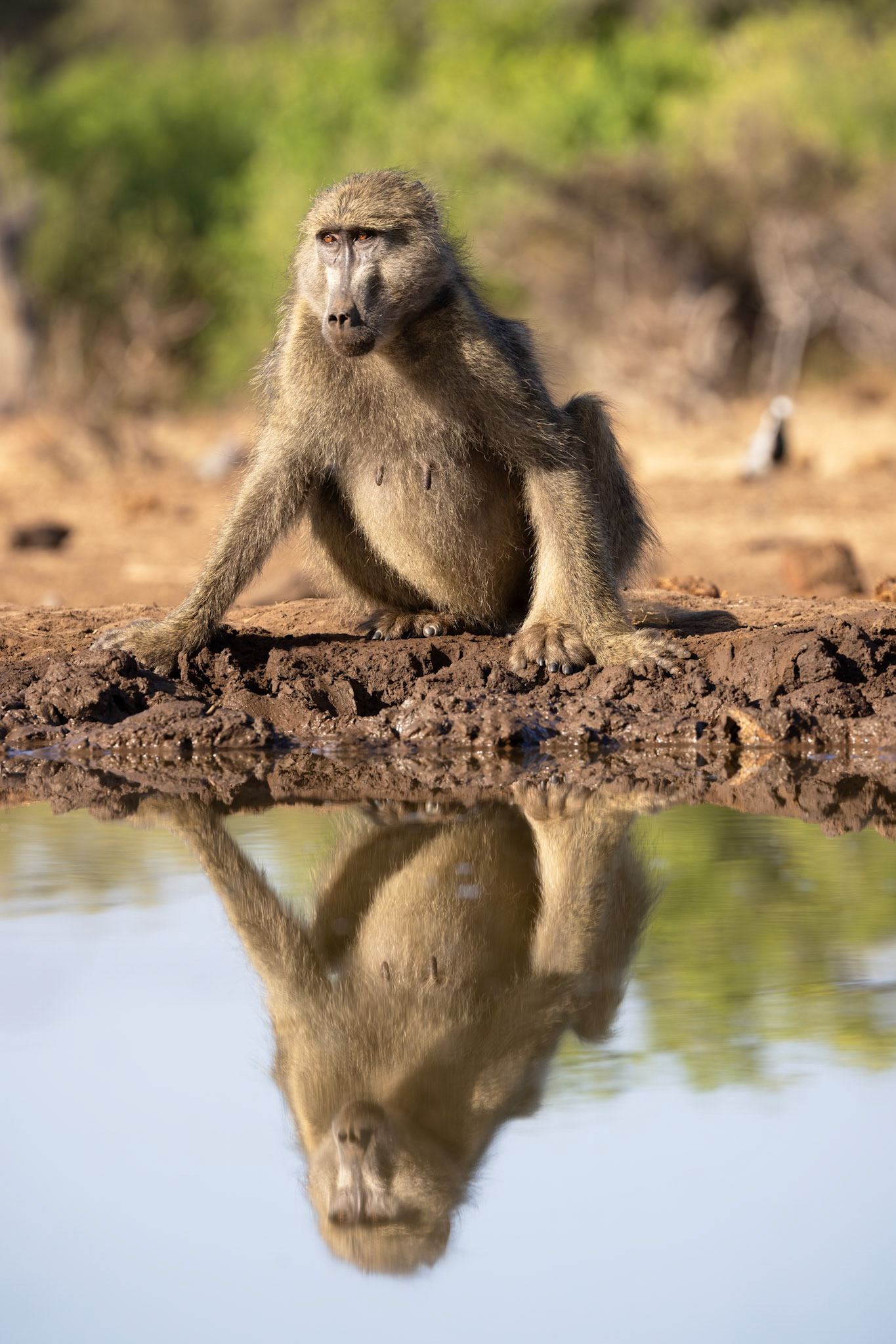Chacma Baboon