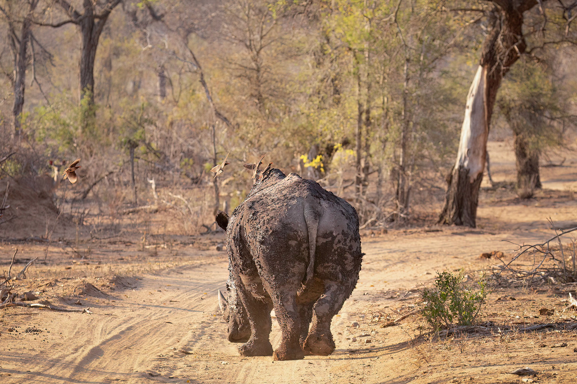 Large white rhinoceros and oxpeckers