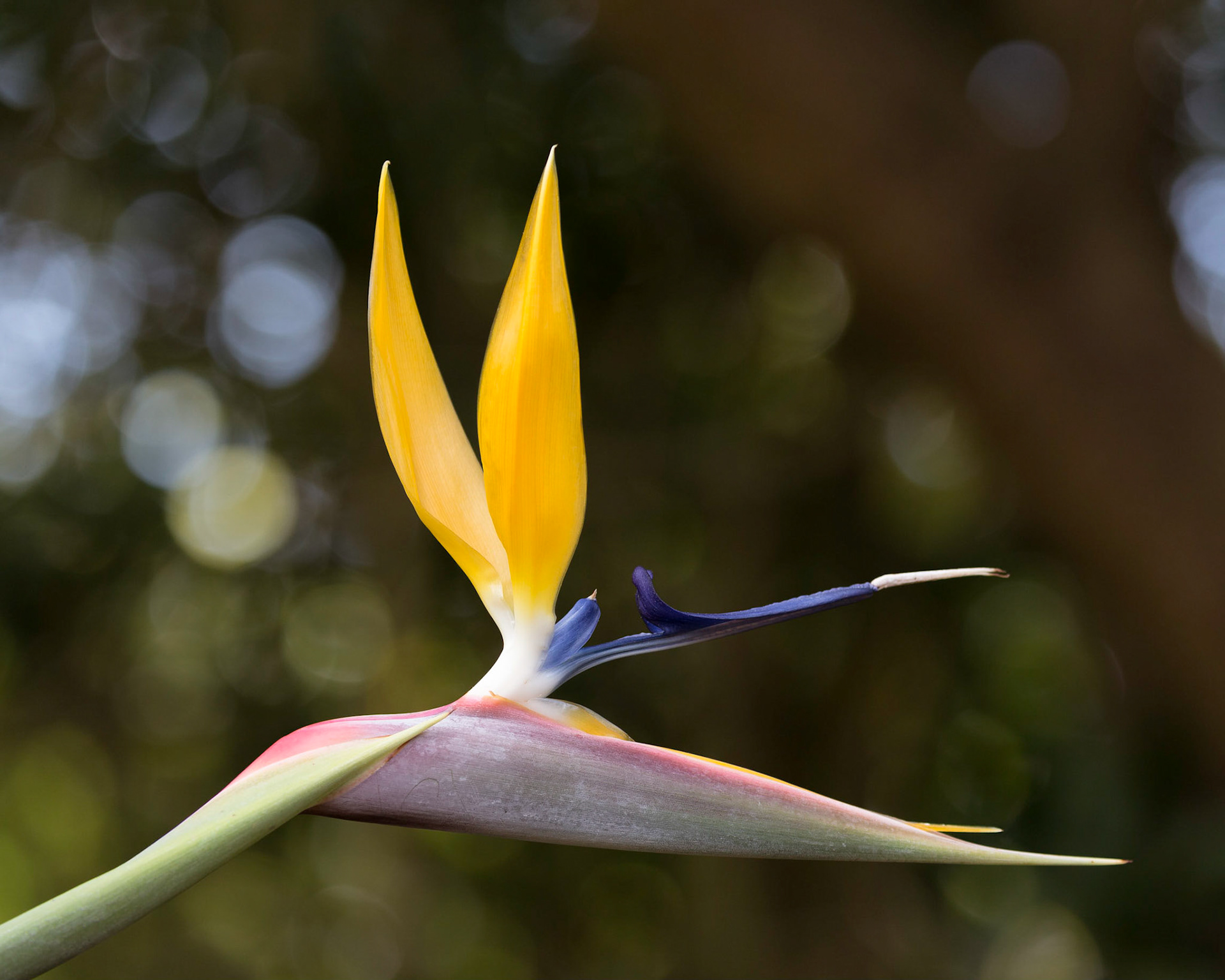 Kirstenbosch National Botannical Garden, Cape Town, Bird of Paradise.