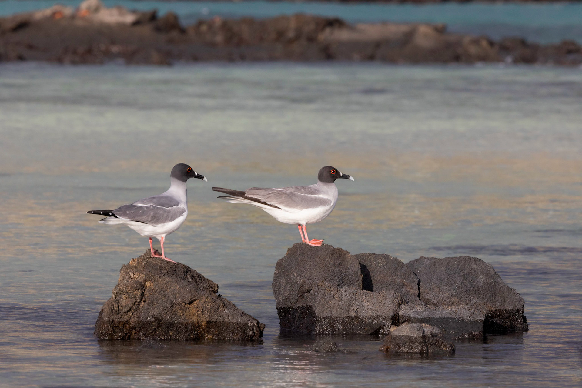 Swallow-tailed Gull